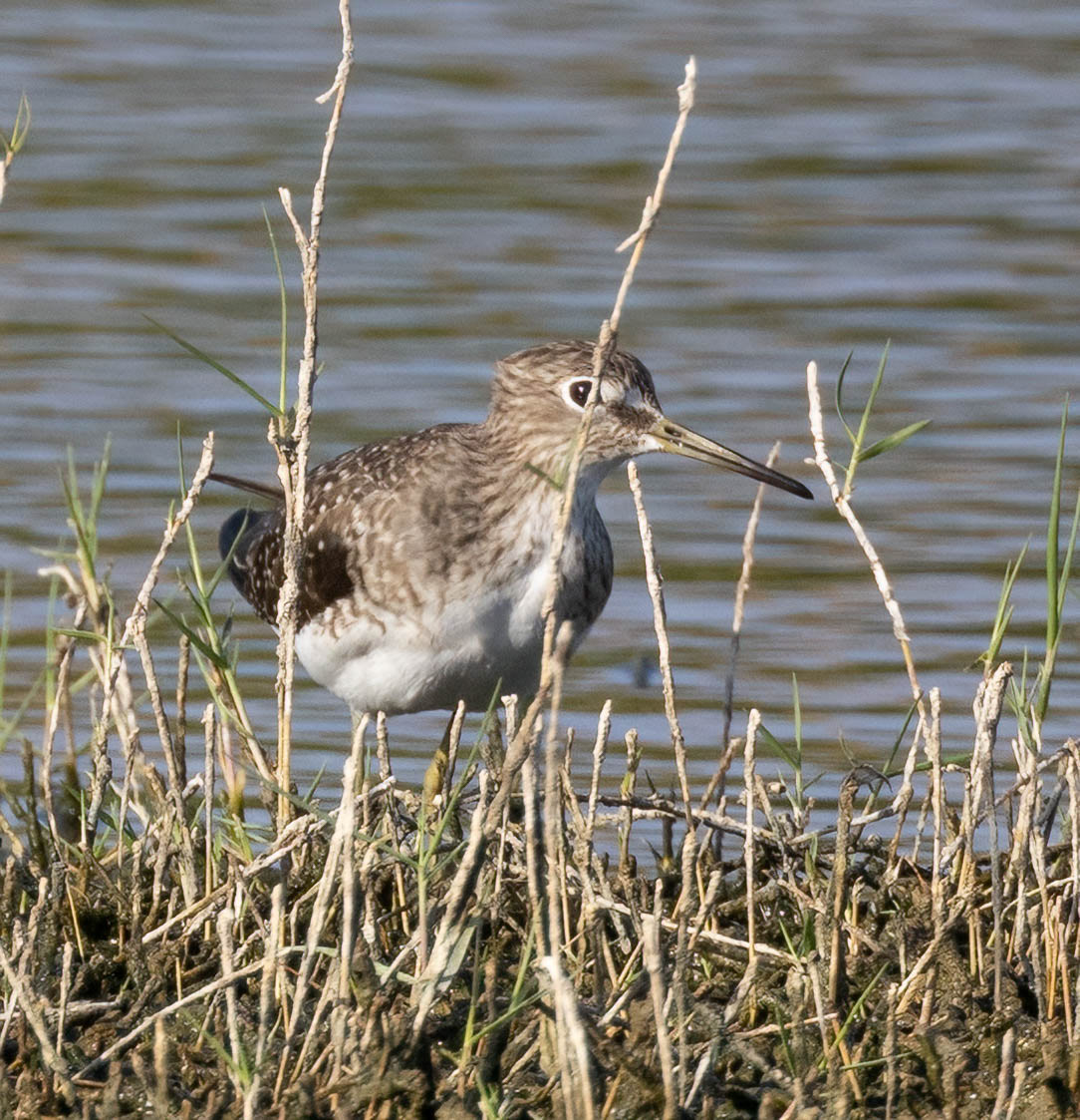 Solitary Sandpiper