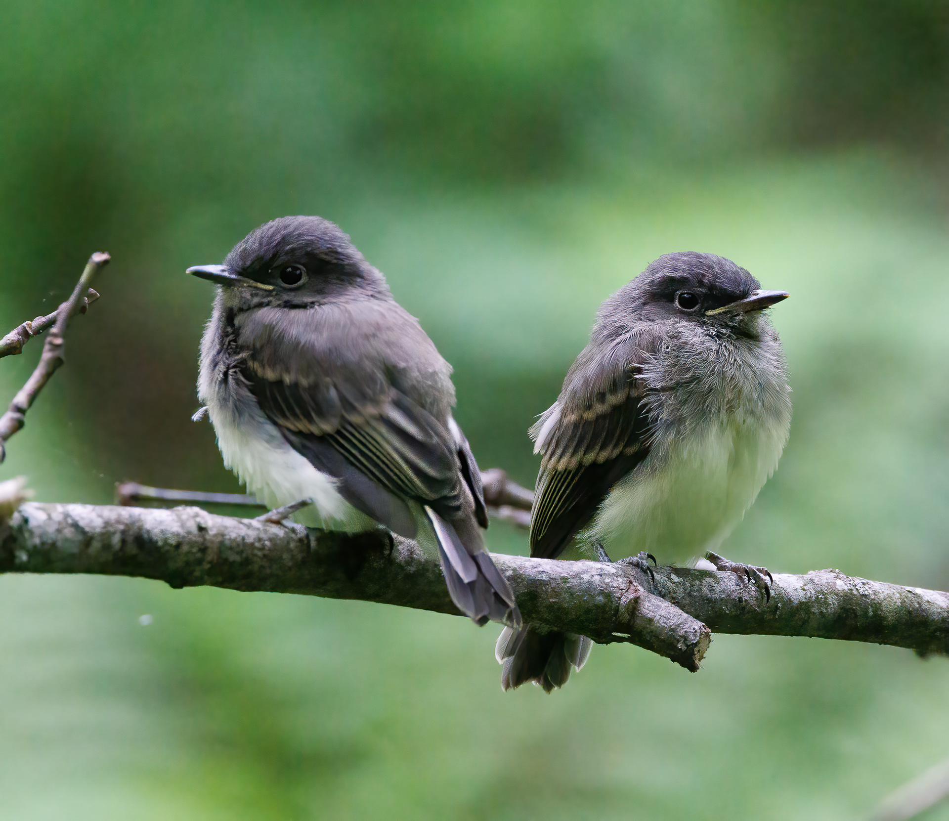 Eastern Phoebe
