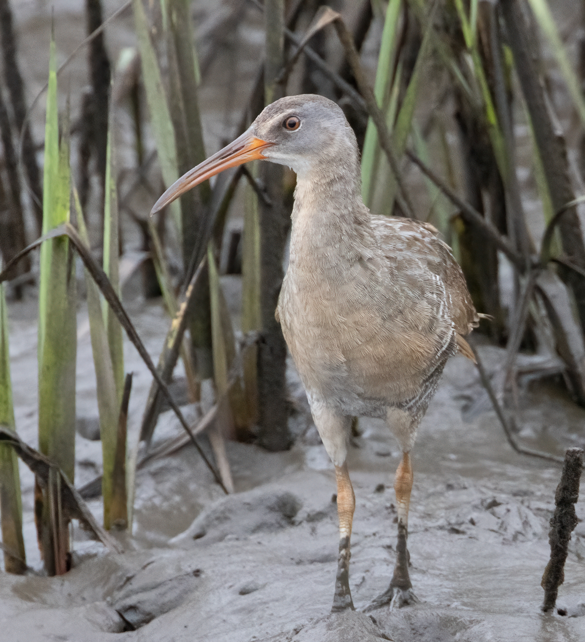 Clapper Rail