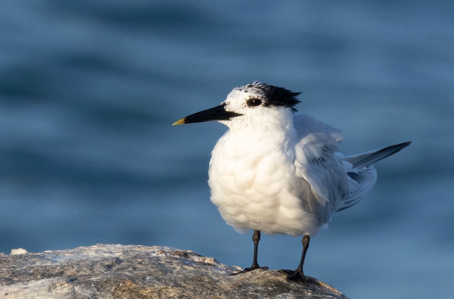 Sandwich Tern