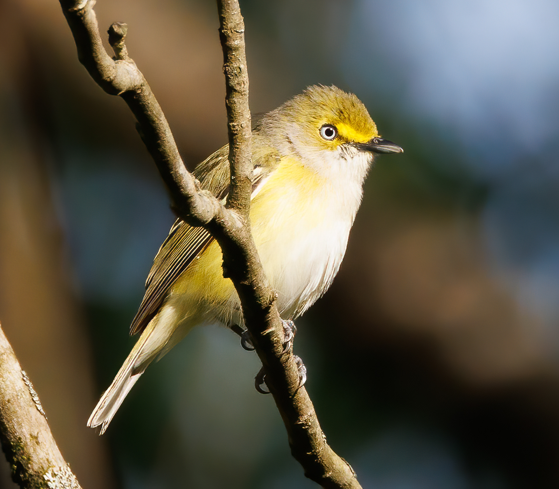 White-eyed Vireo