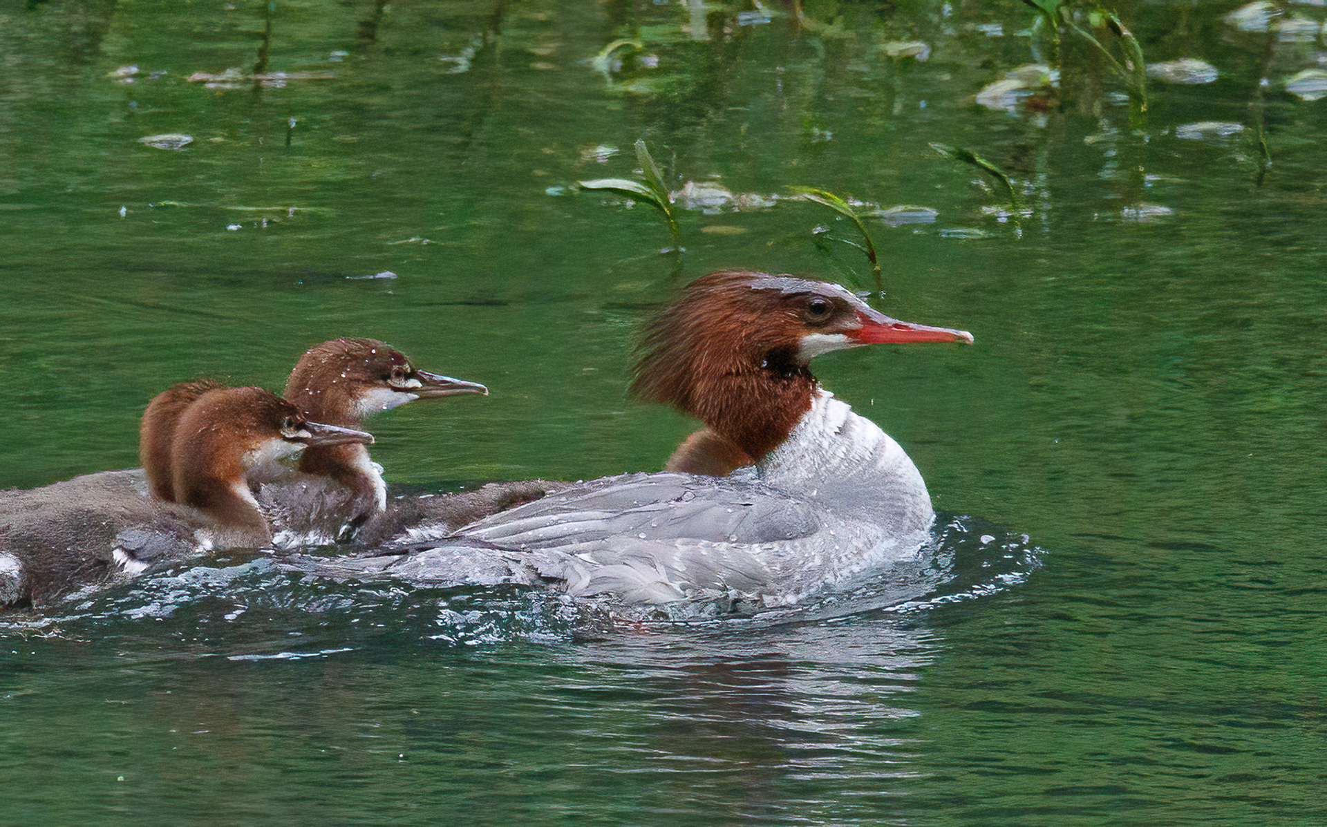 Common Merganser