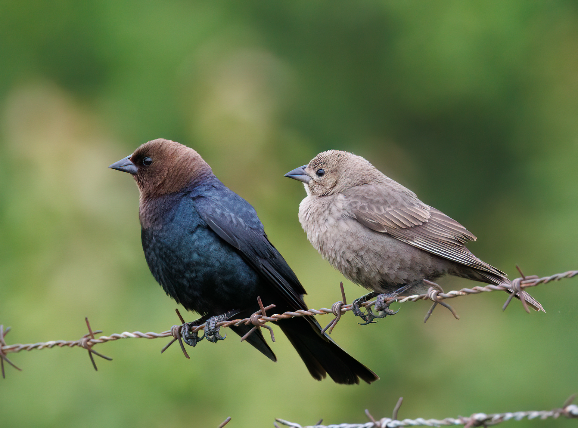 Brown-headed Cowbirds