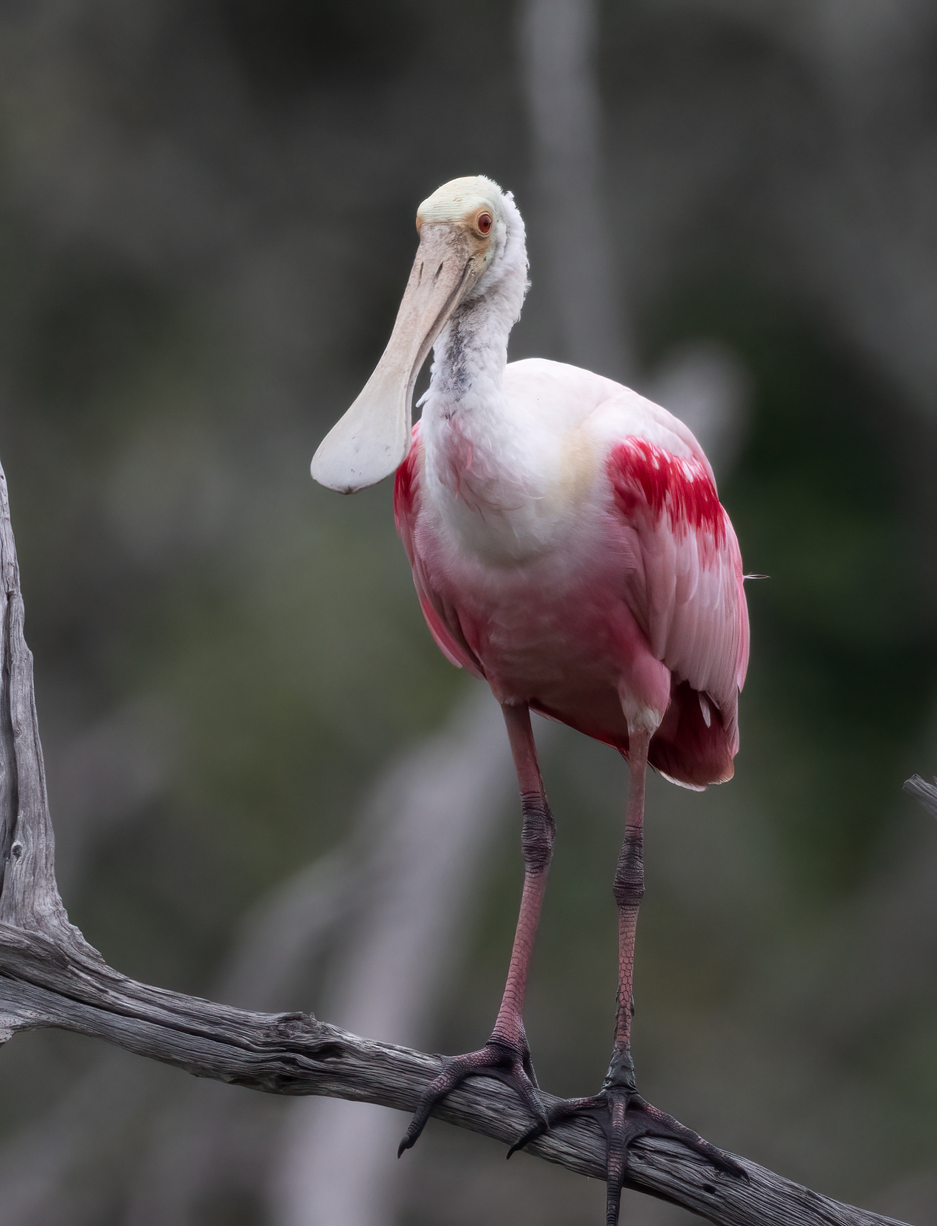 Roseate Spoonbill