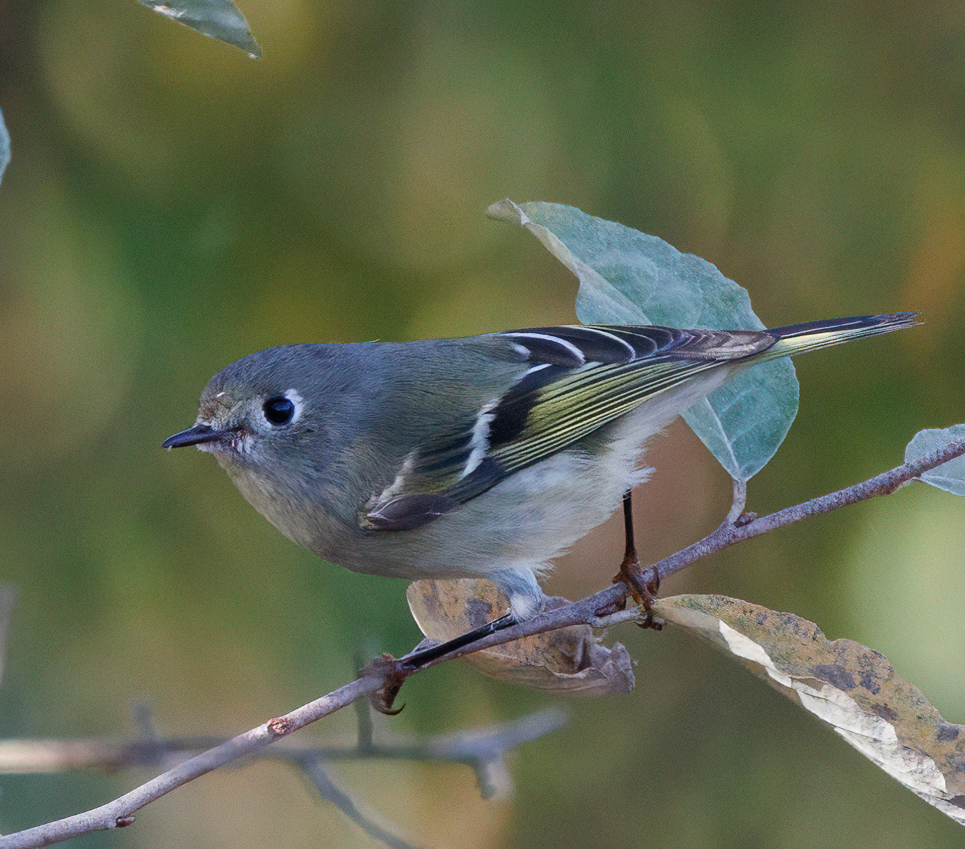 Ruby-crowned Kinglet