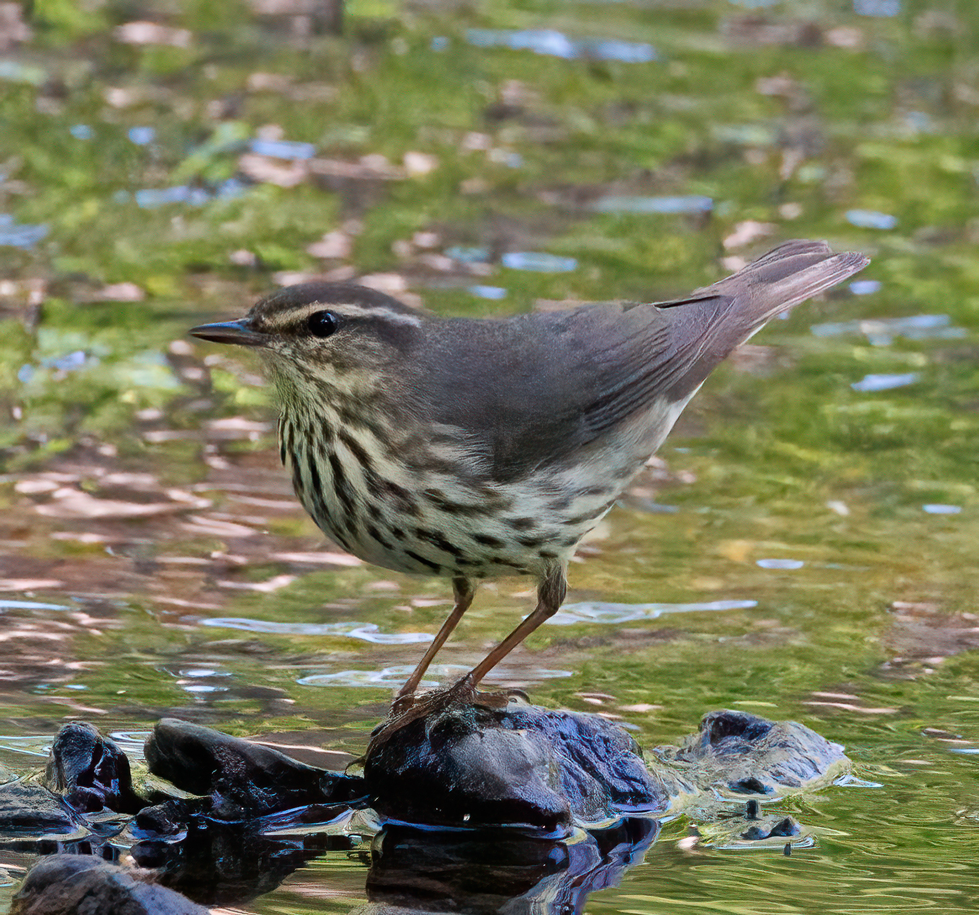 Northern Waterthrush