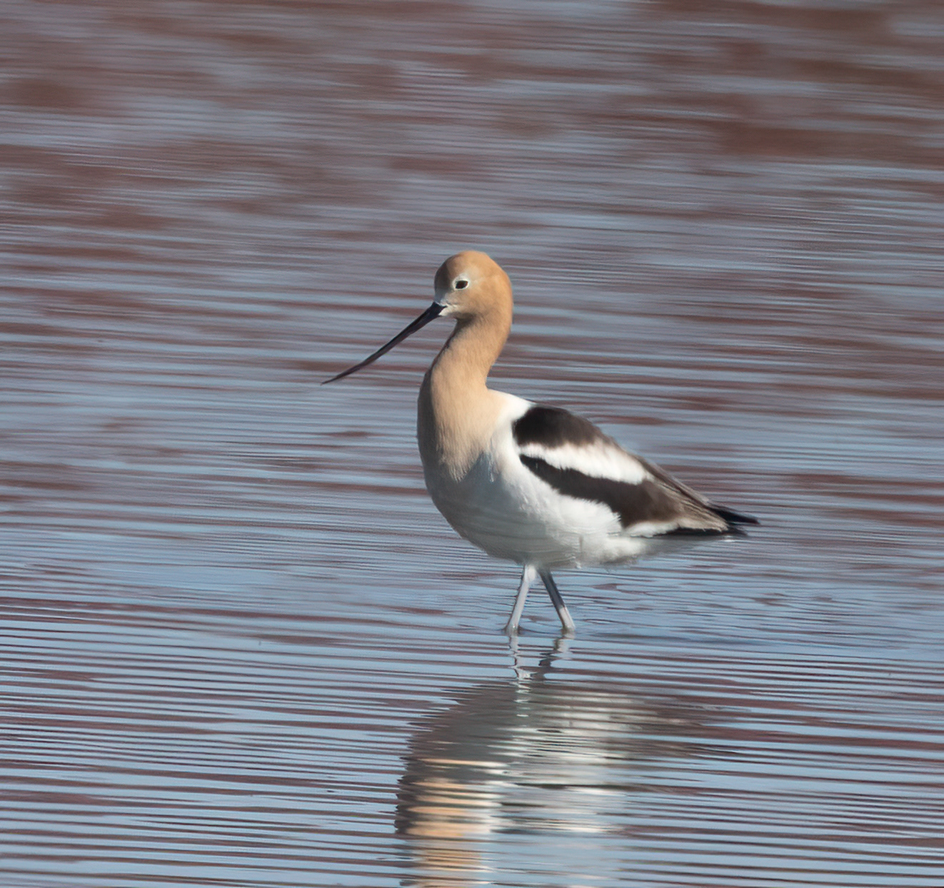 American Avocet