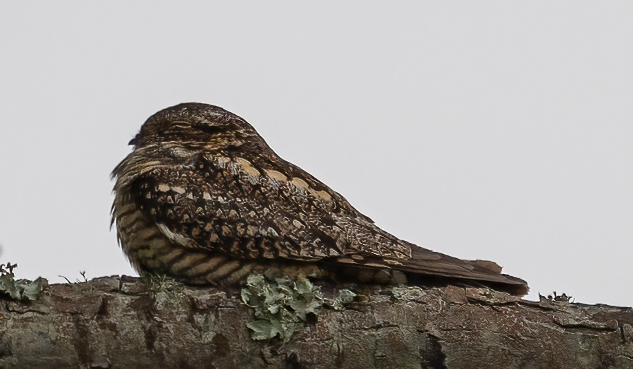 Lesser Nighthawk