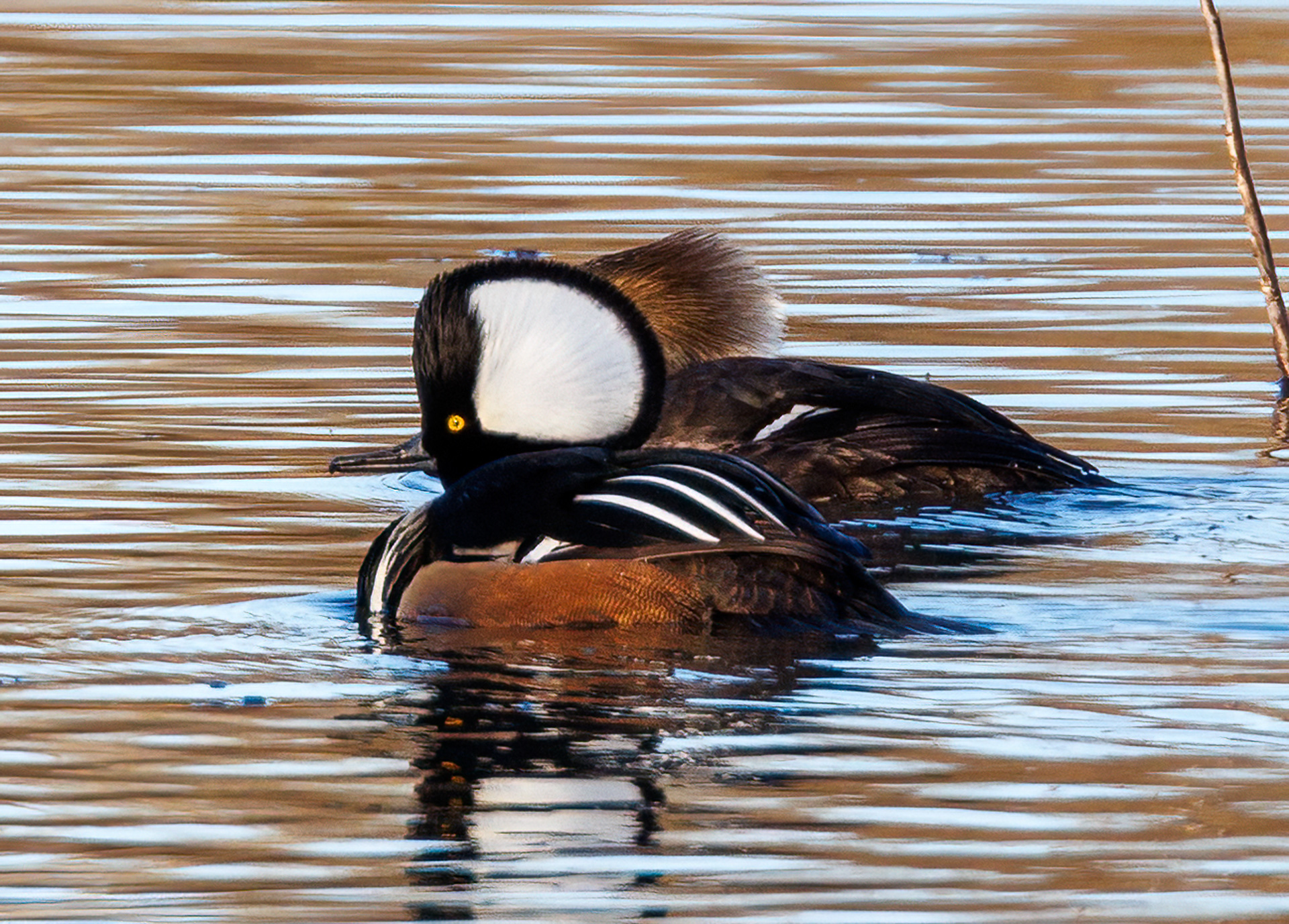 Hooded Merganser