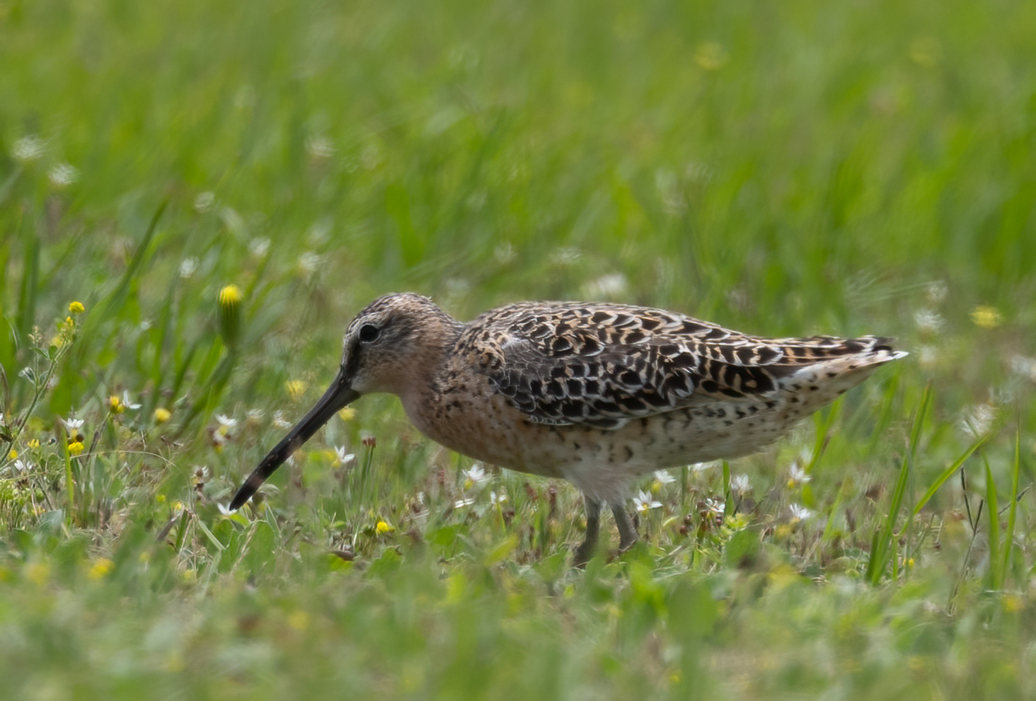 Short-billed Dowitcher