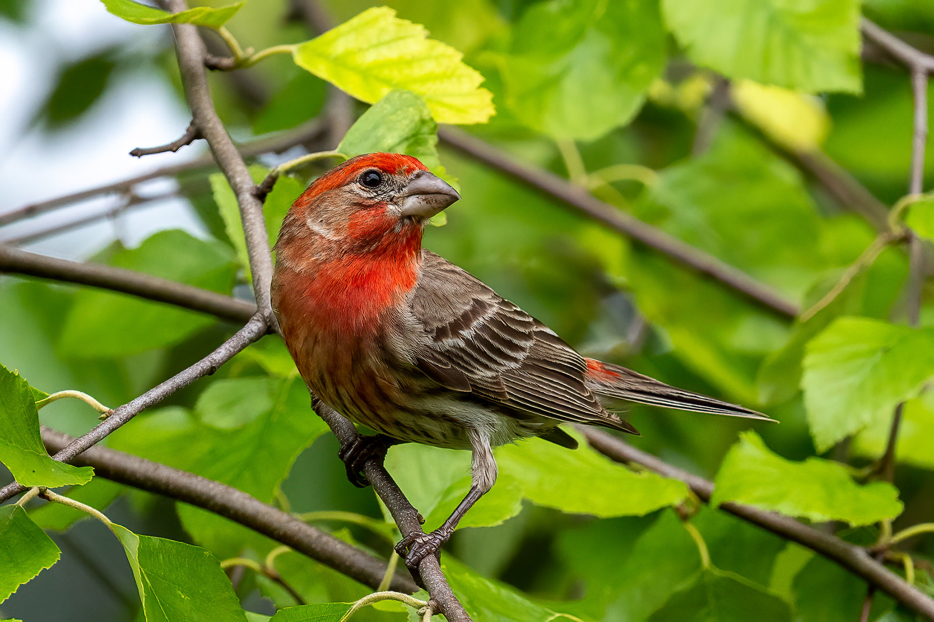 House Finch