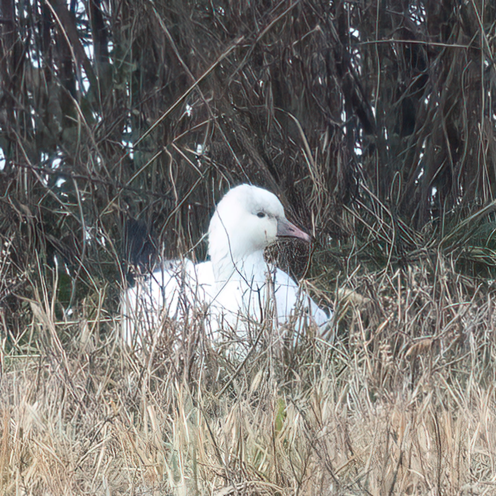 Ross's Goose