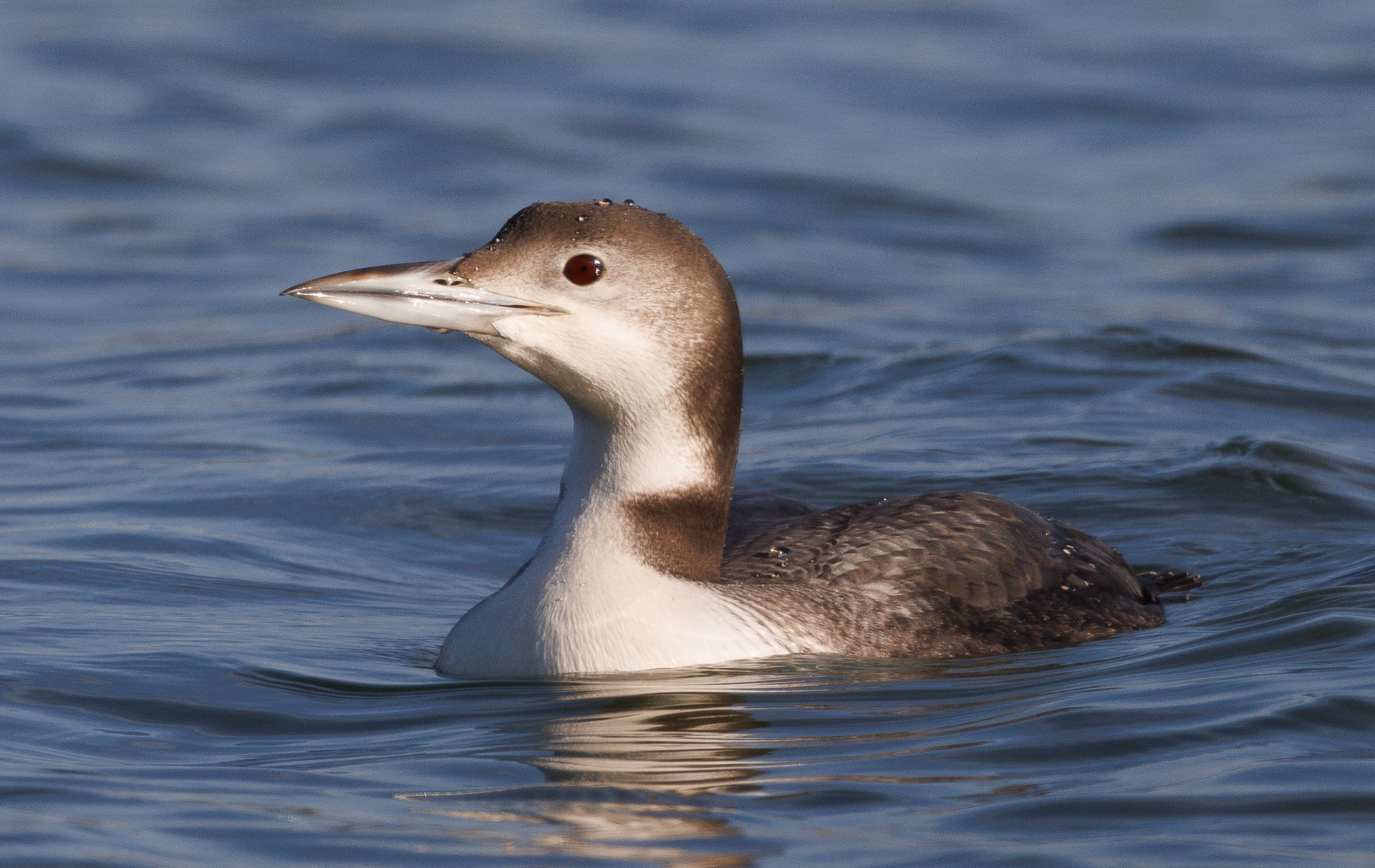 Common Loon
