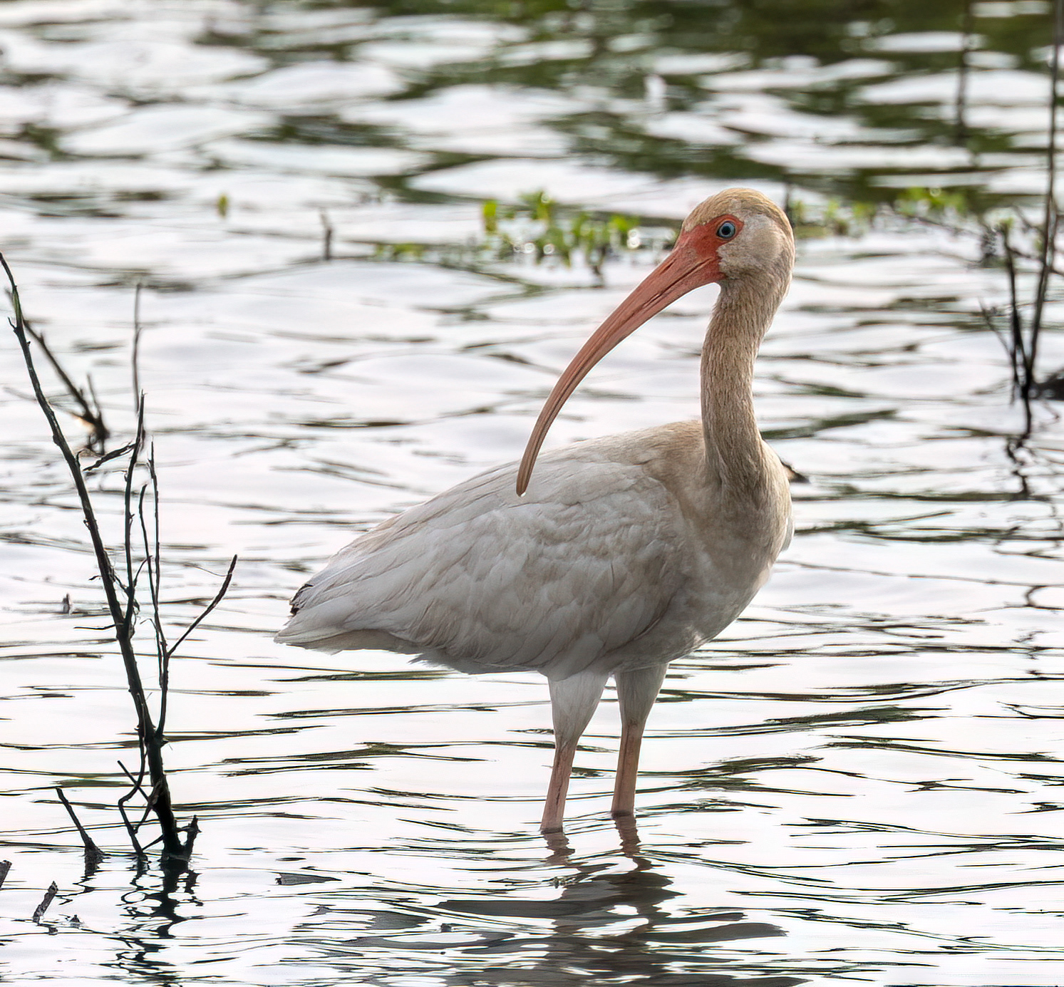 White Ibis