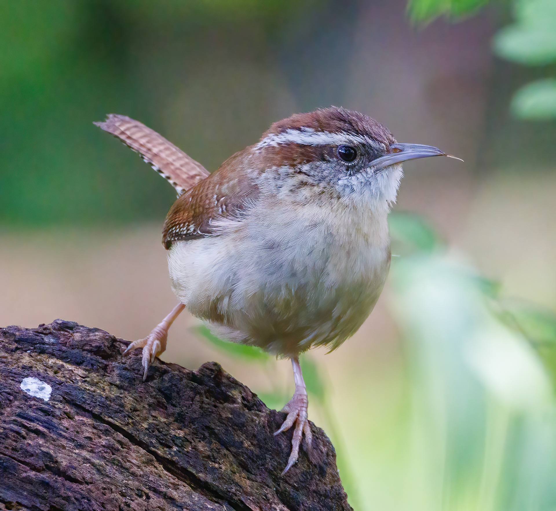 Carolina Wren