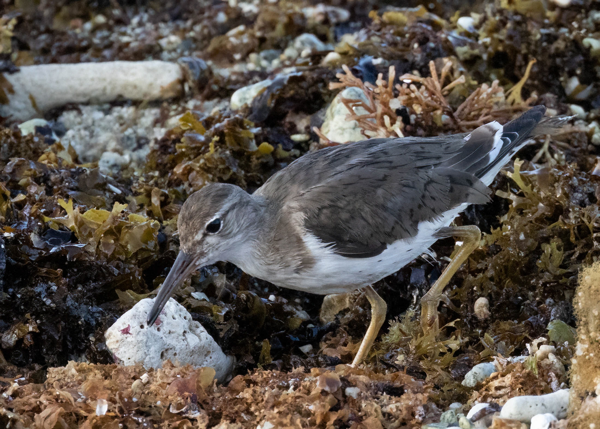 Spotted Sandpiper