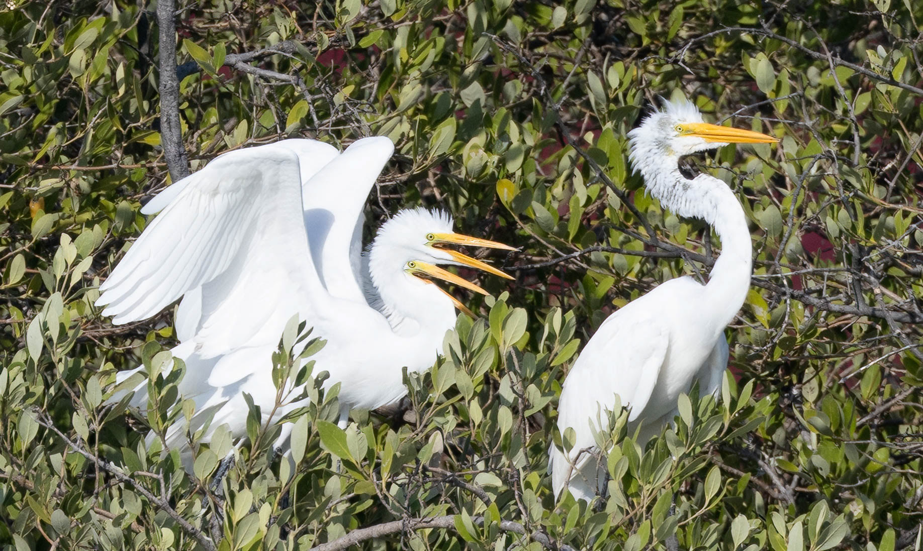 Great Egret