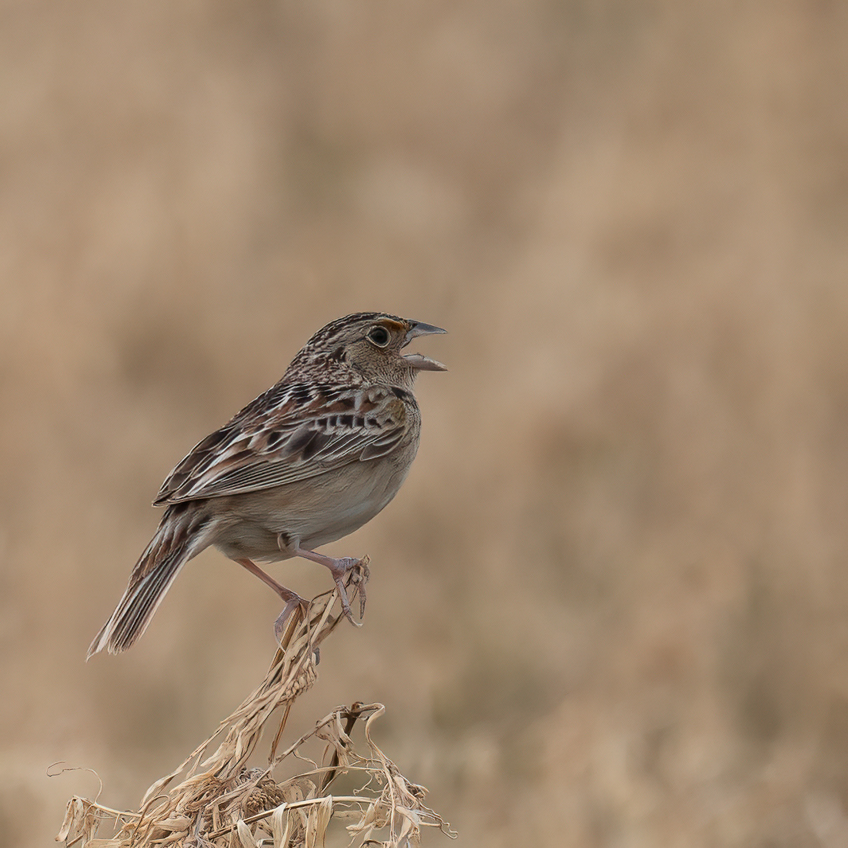 Grasshopper Sparrow