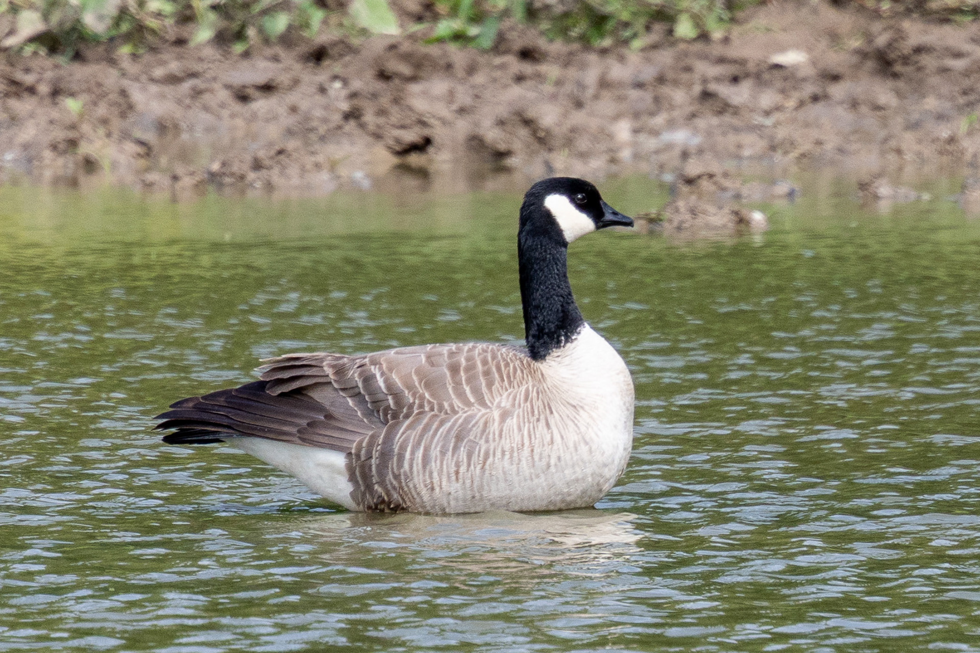 Cackling Goose