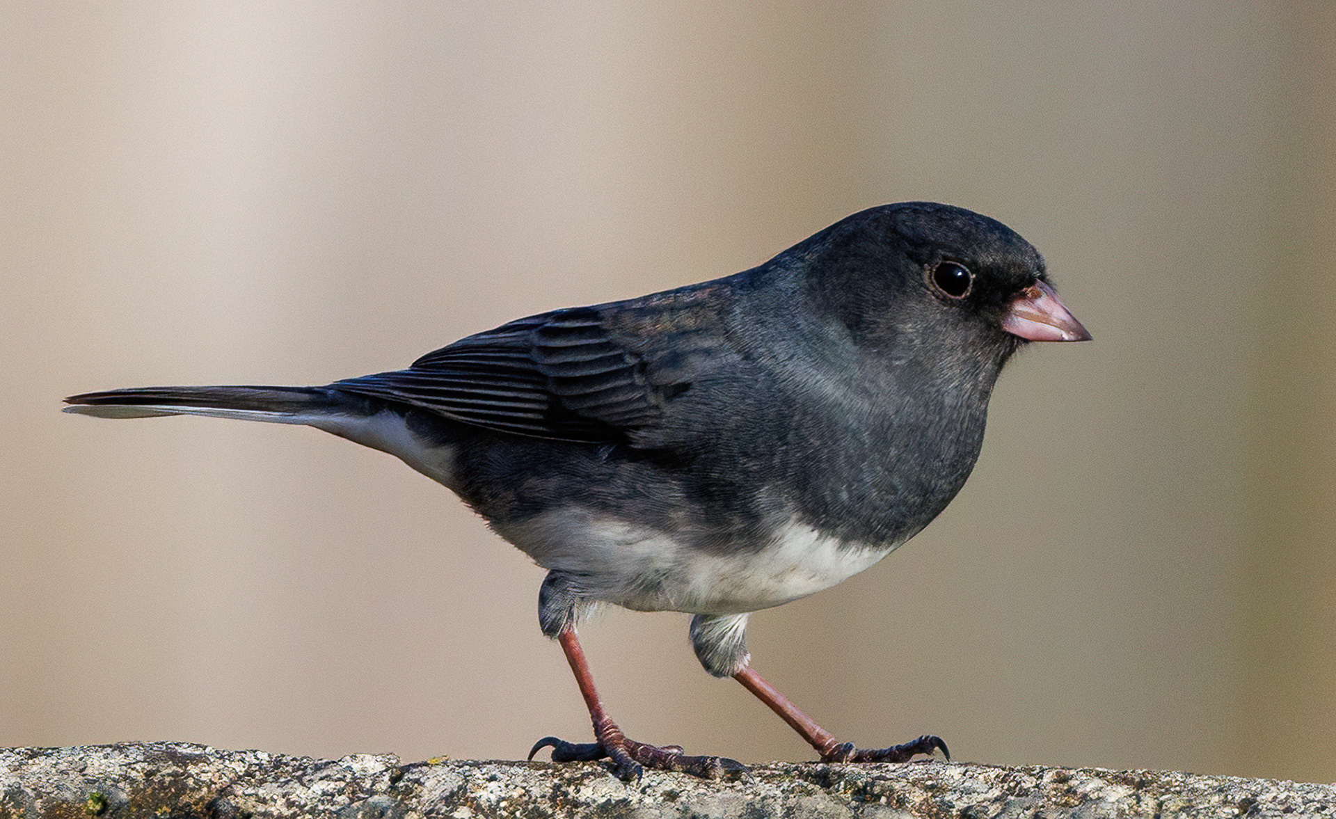 Dark-eyed Junco