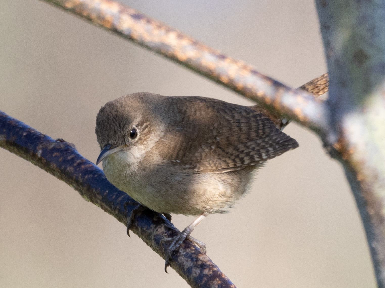House Wren