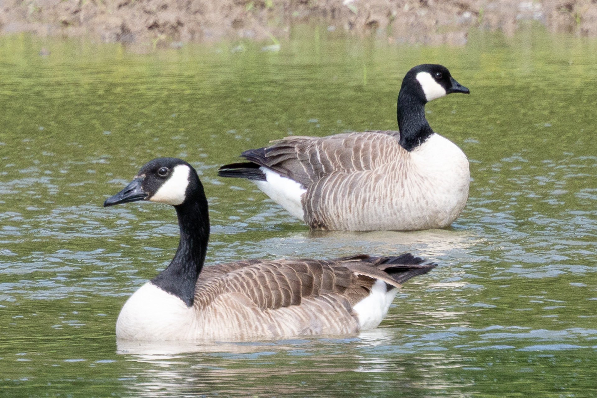 Canada Goose (near) and Cackling Goose (far)