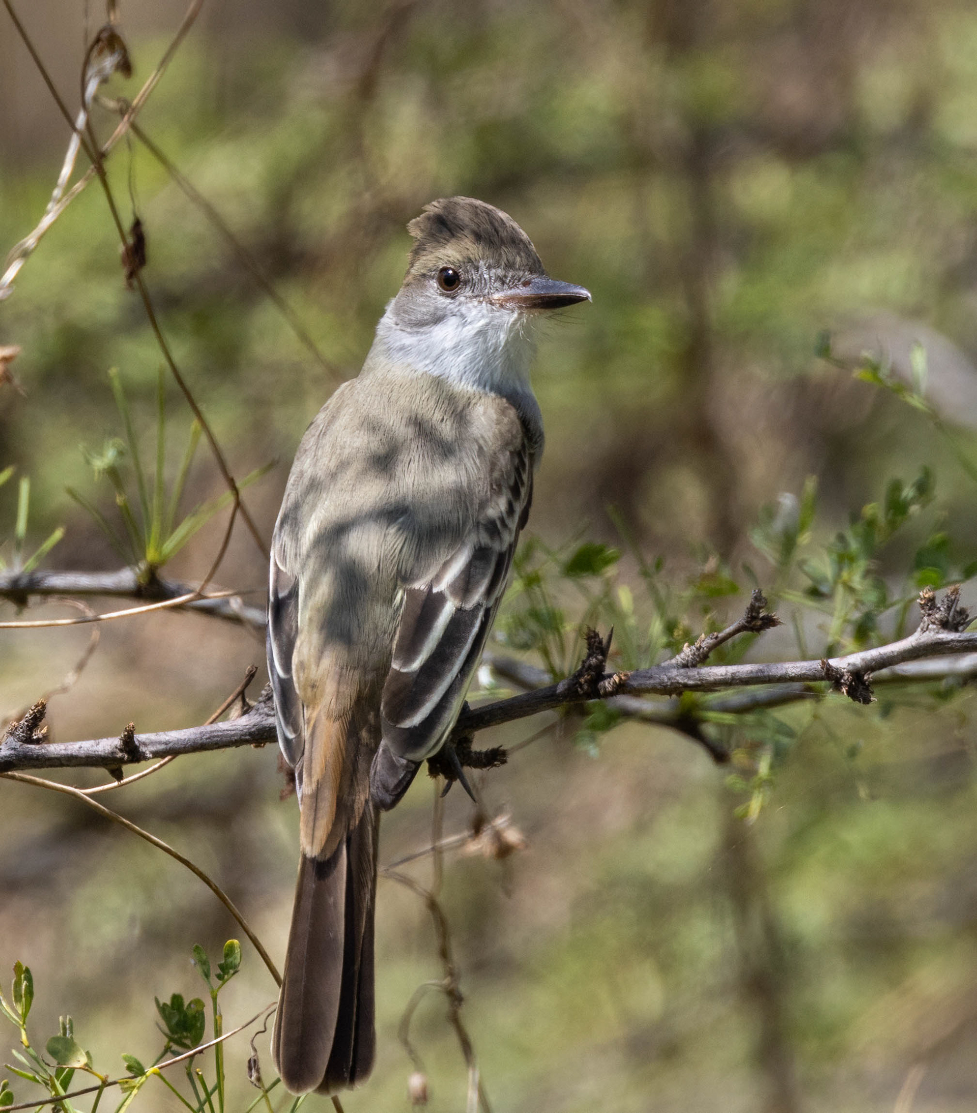 Brown-crested Flycatcher