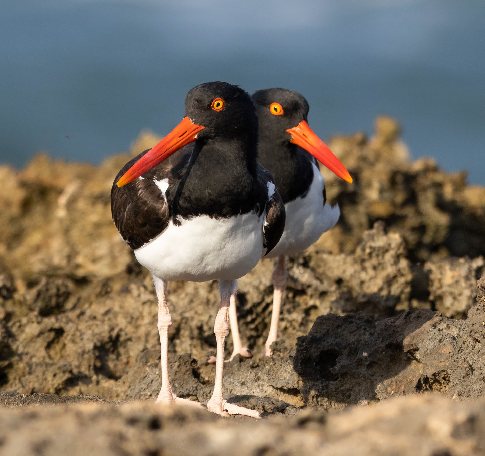 American Oystercatcher