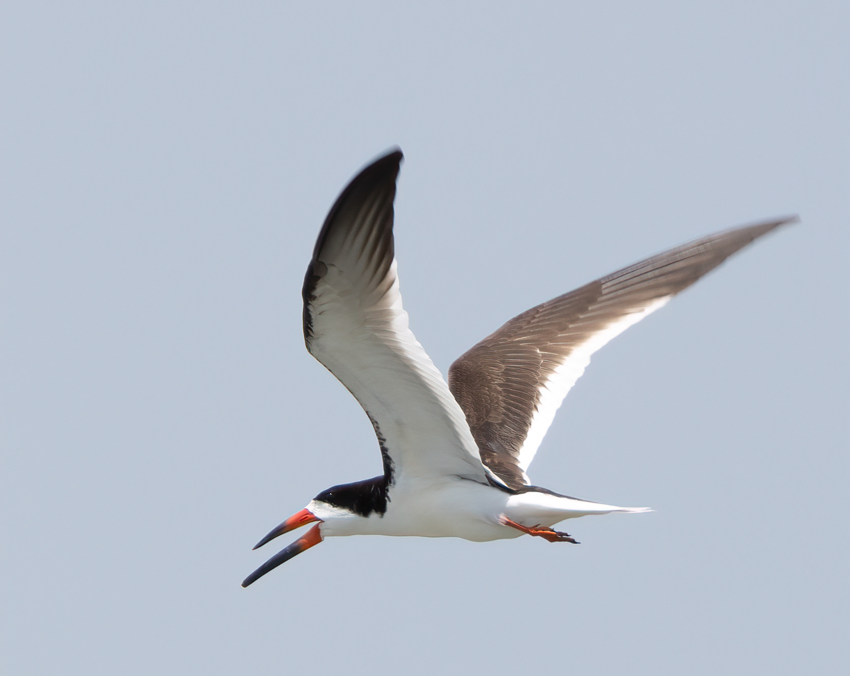 Black Skimmer