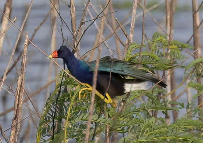 Purple Gallinule