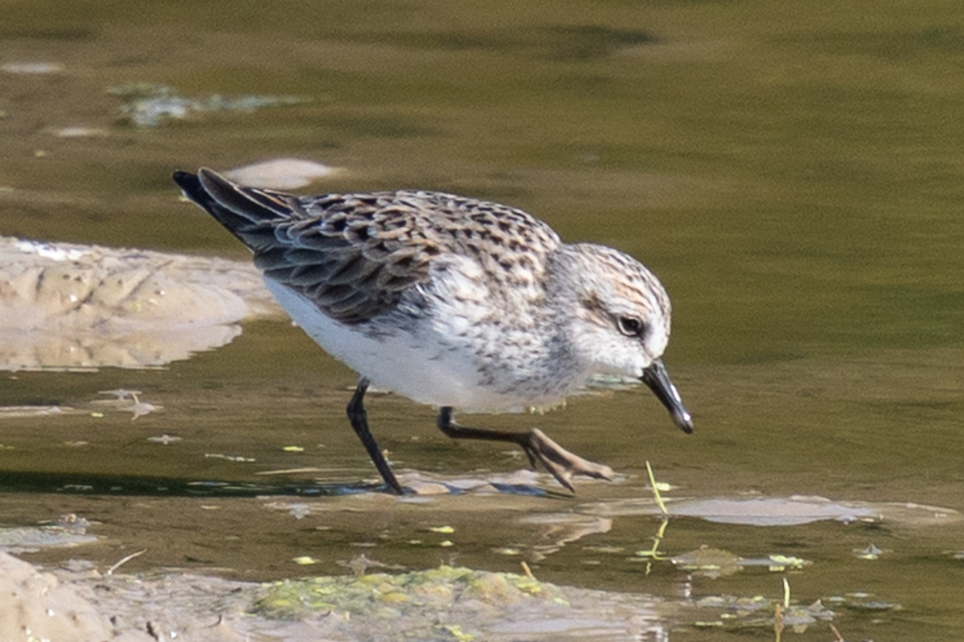 Semipalmated Sandpiper