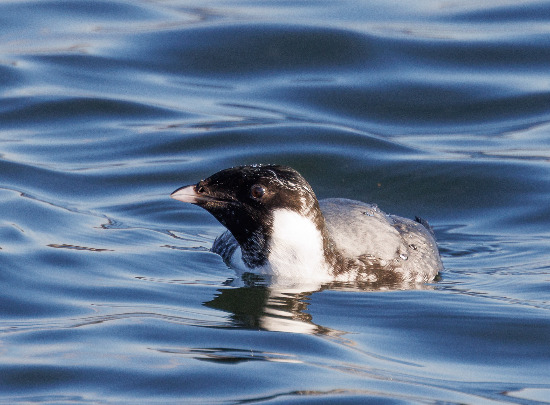 Ancient Murrelet