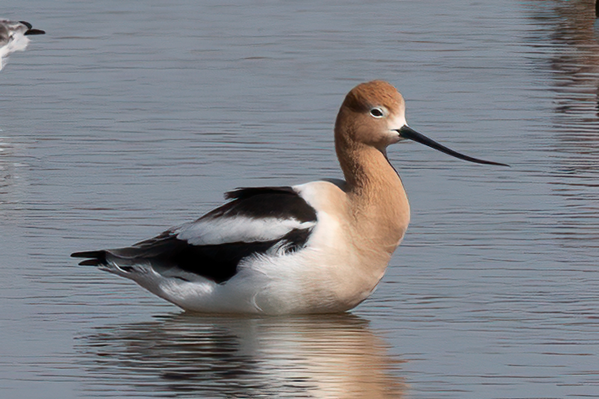 American Avocet