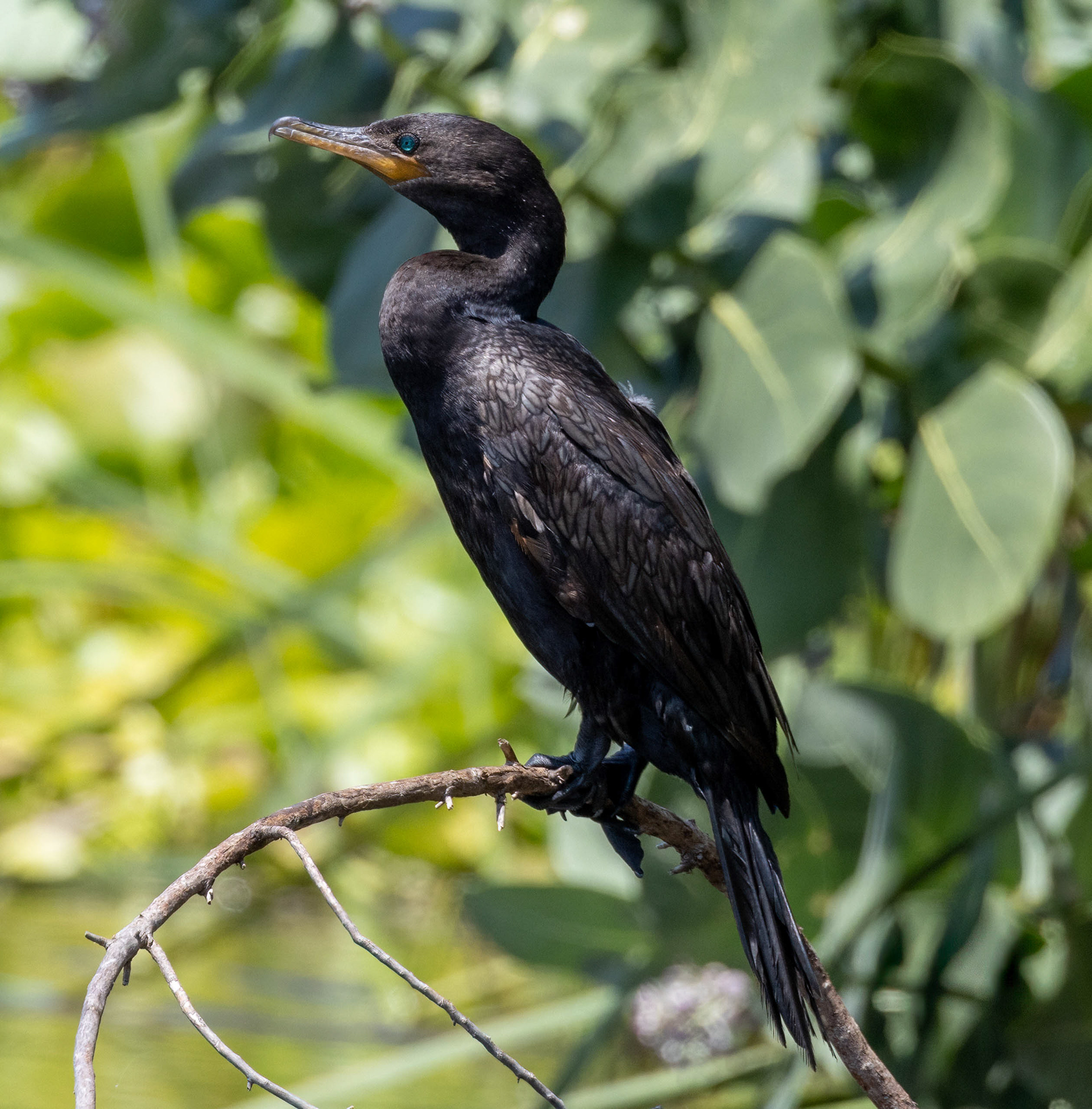 Neotropic Cormorant
