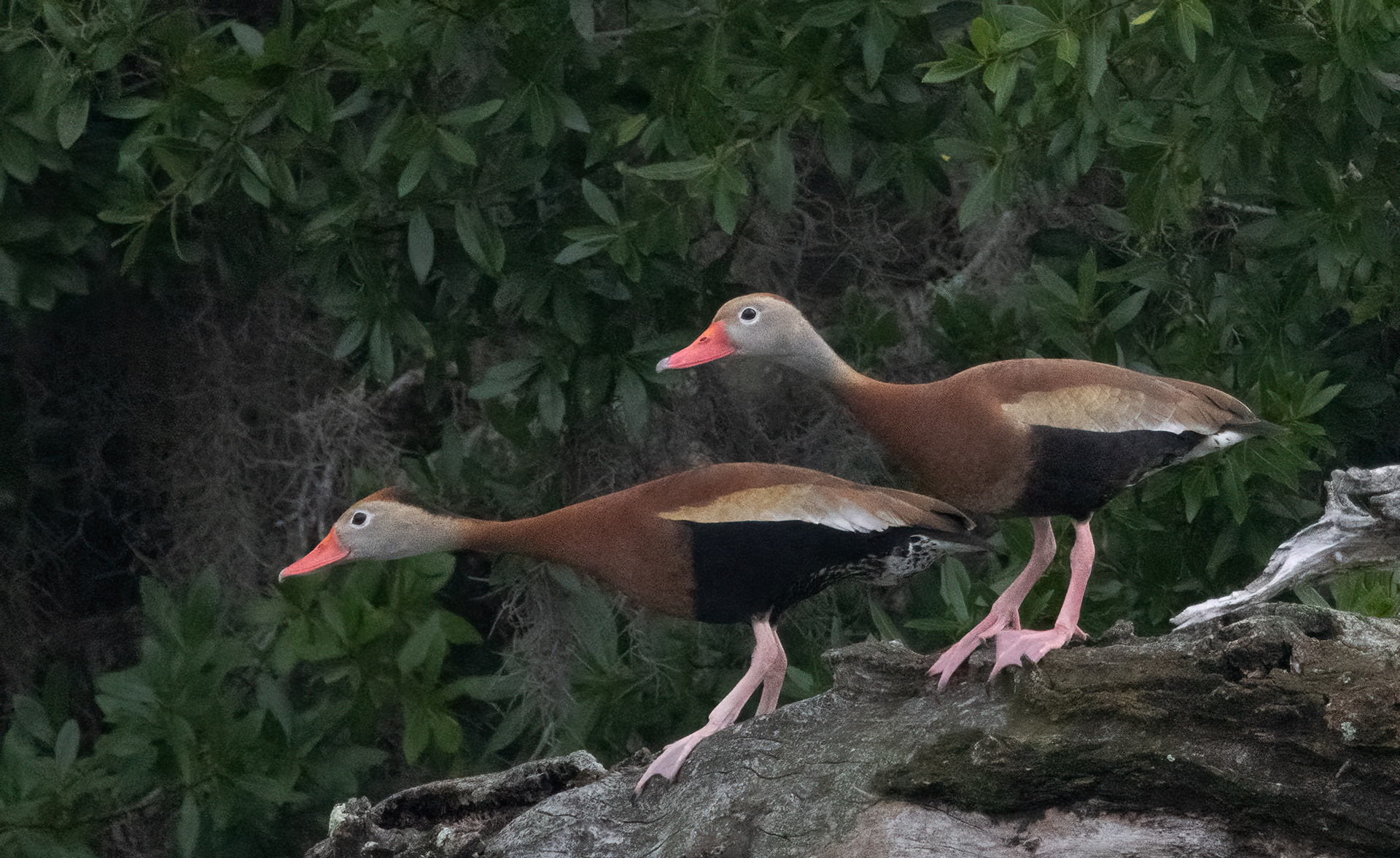 Black-bellied Whistling Ducks