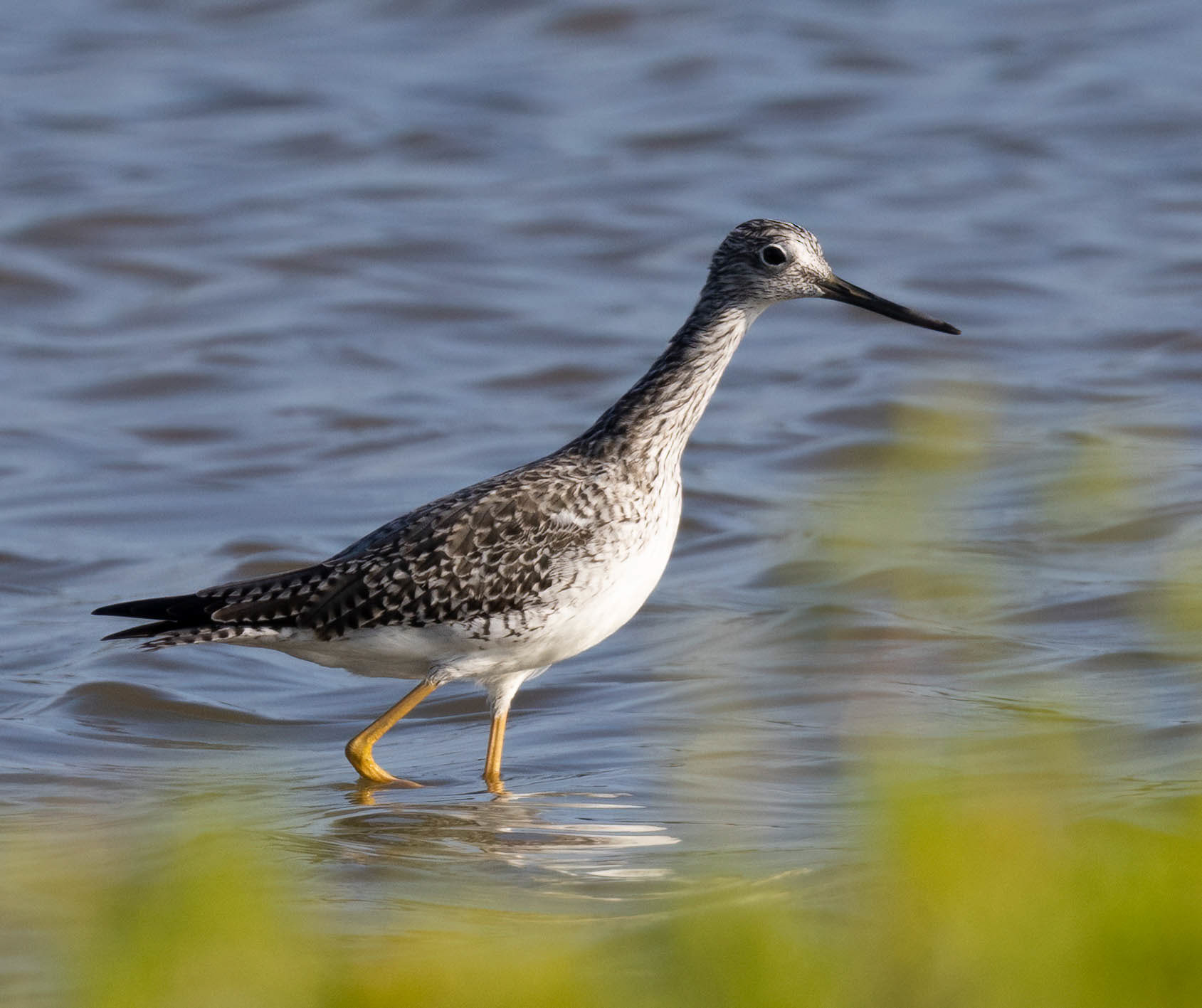 Greater Yellowlegs