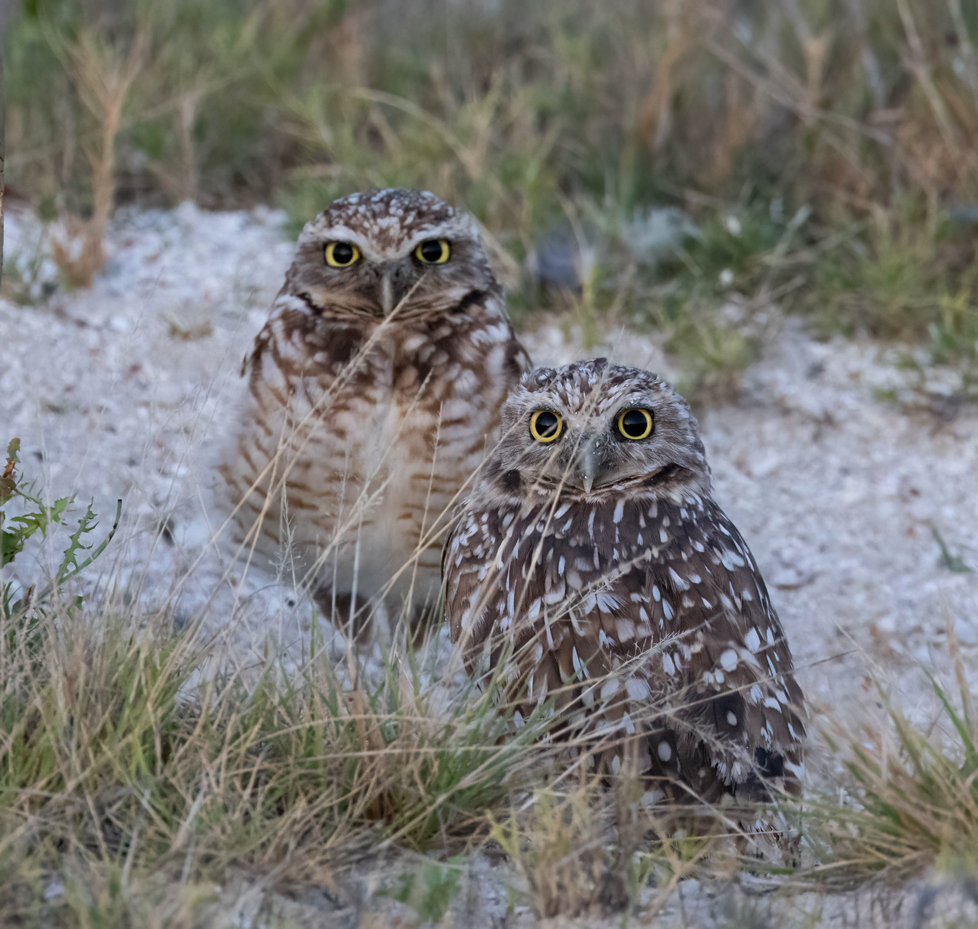 Burrowing Owl