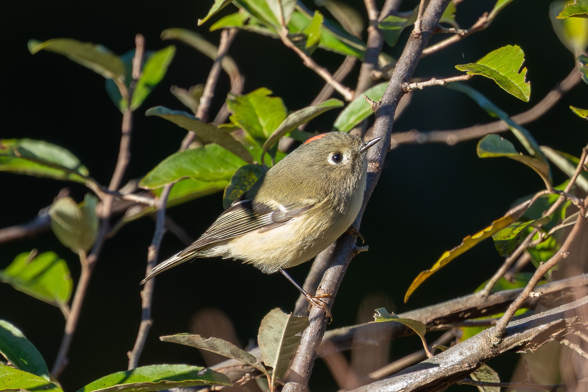 Ruby-crowned Kinglet