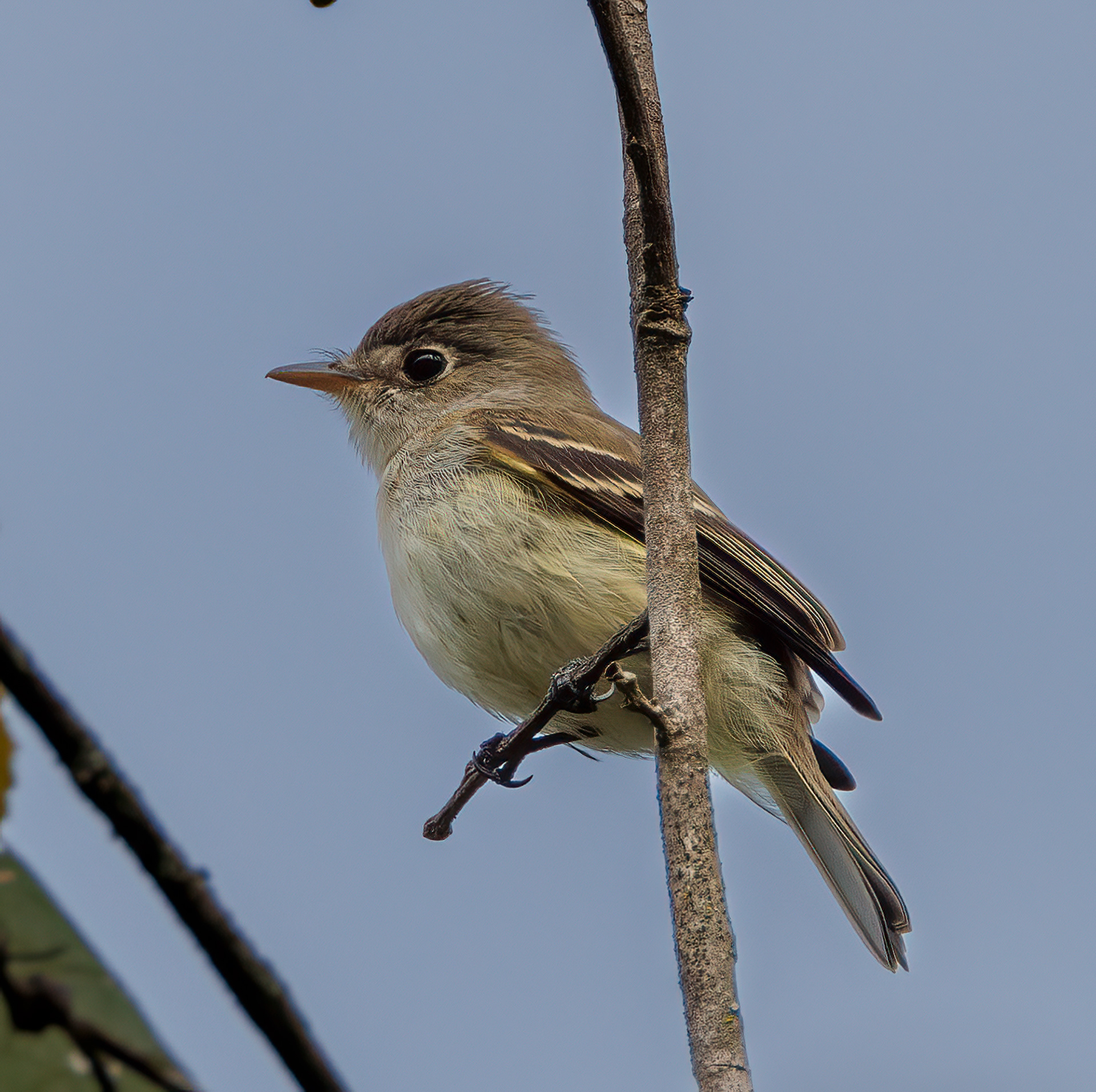 Least Flycatcher