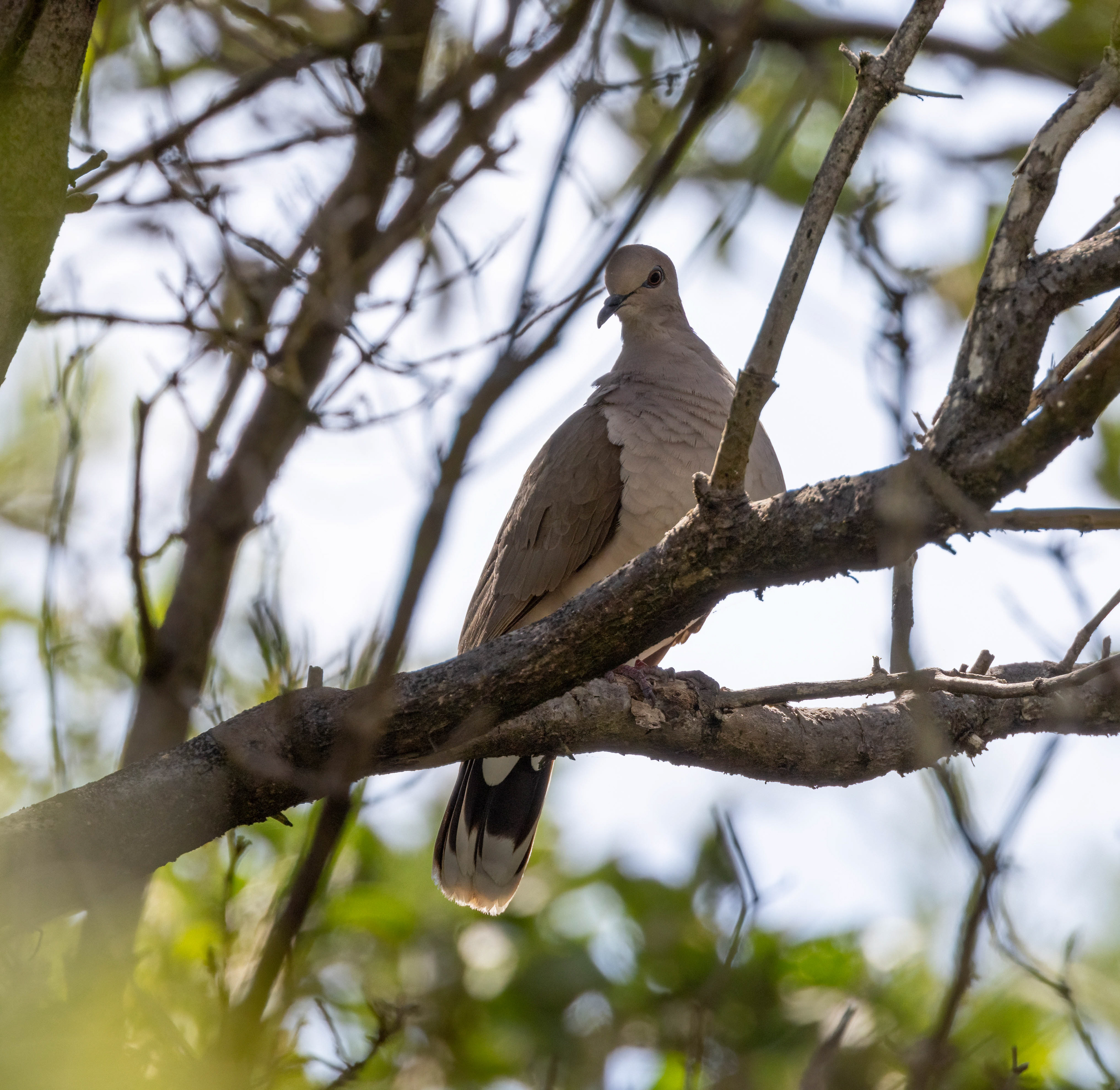 White-tipped Dove