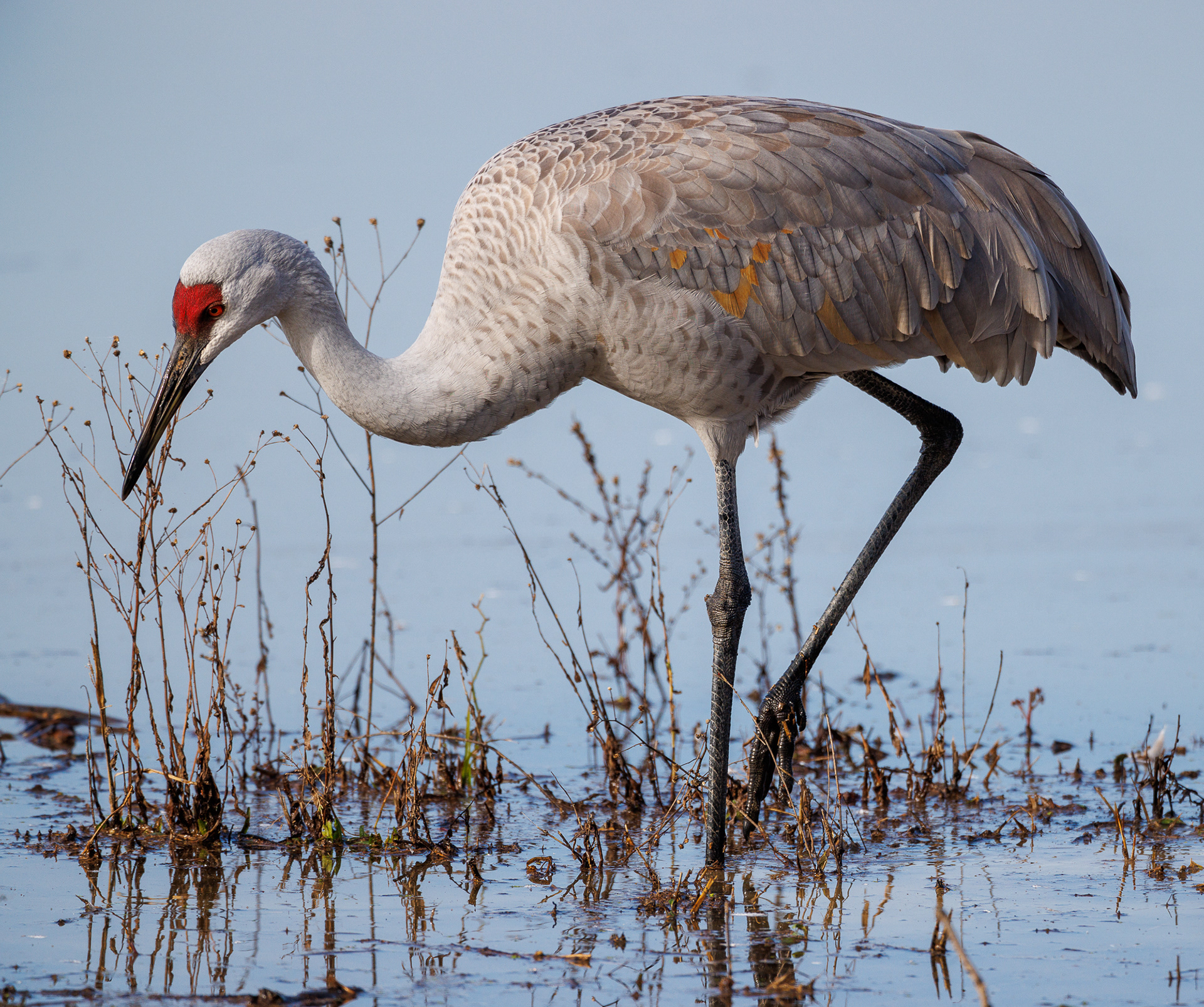 Sandhill Crane