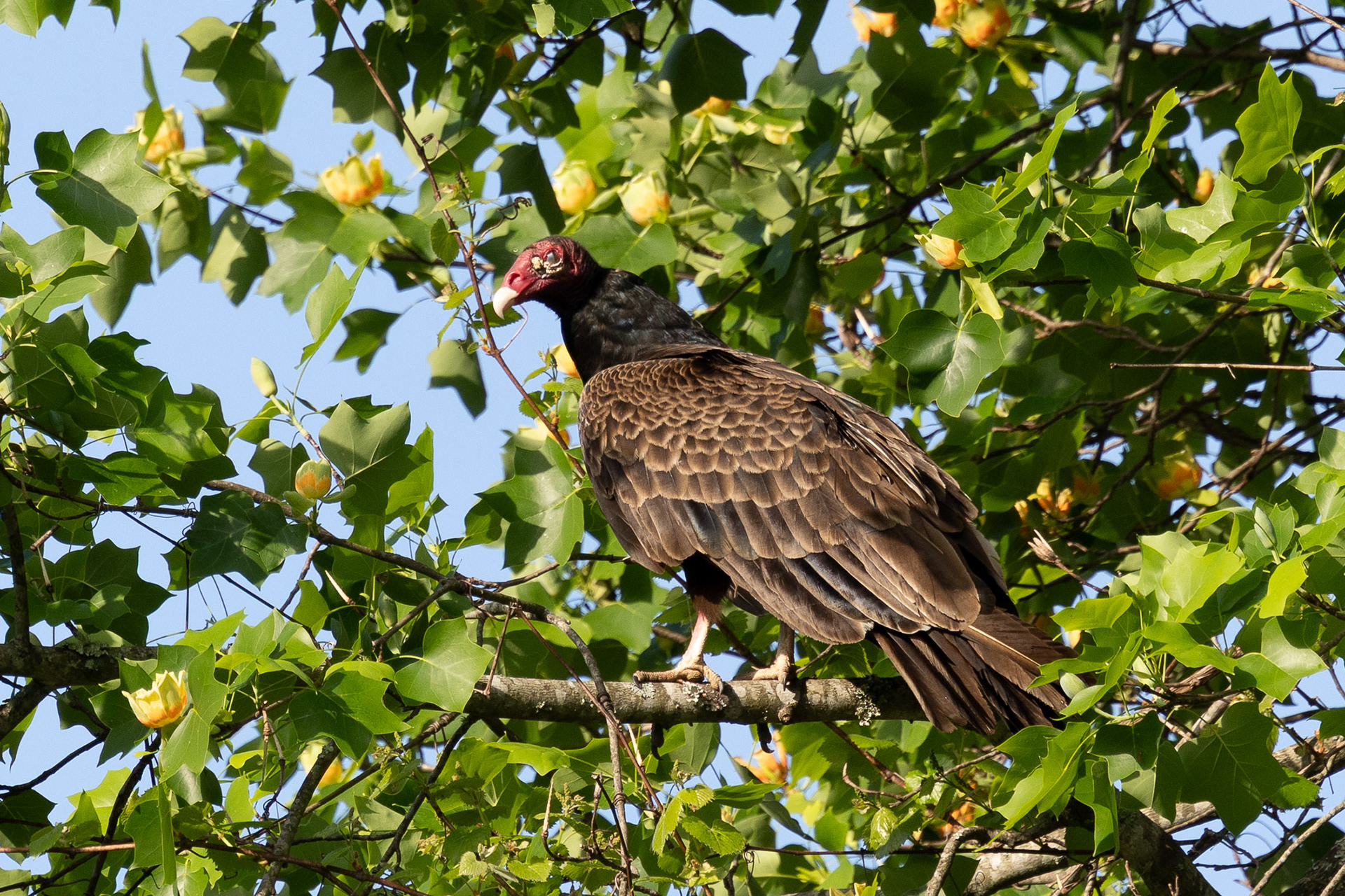 Turkey Vulture