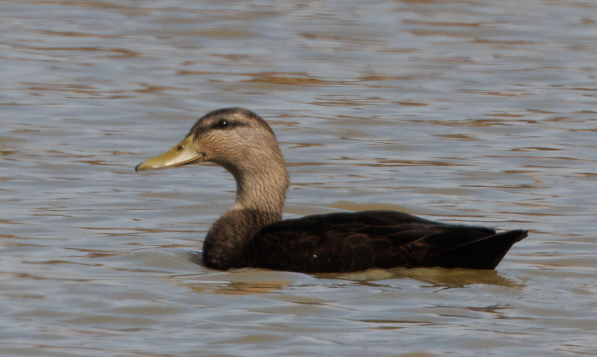 American Black Duck