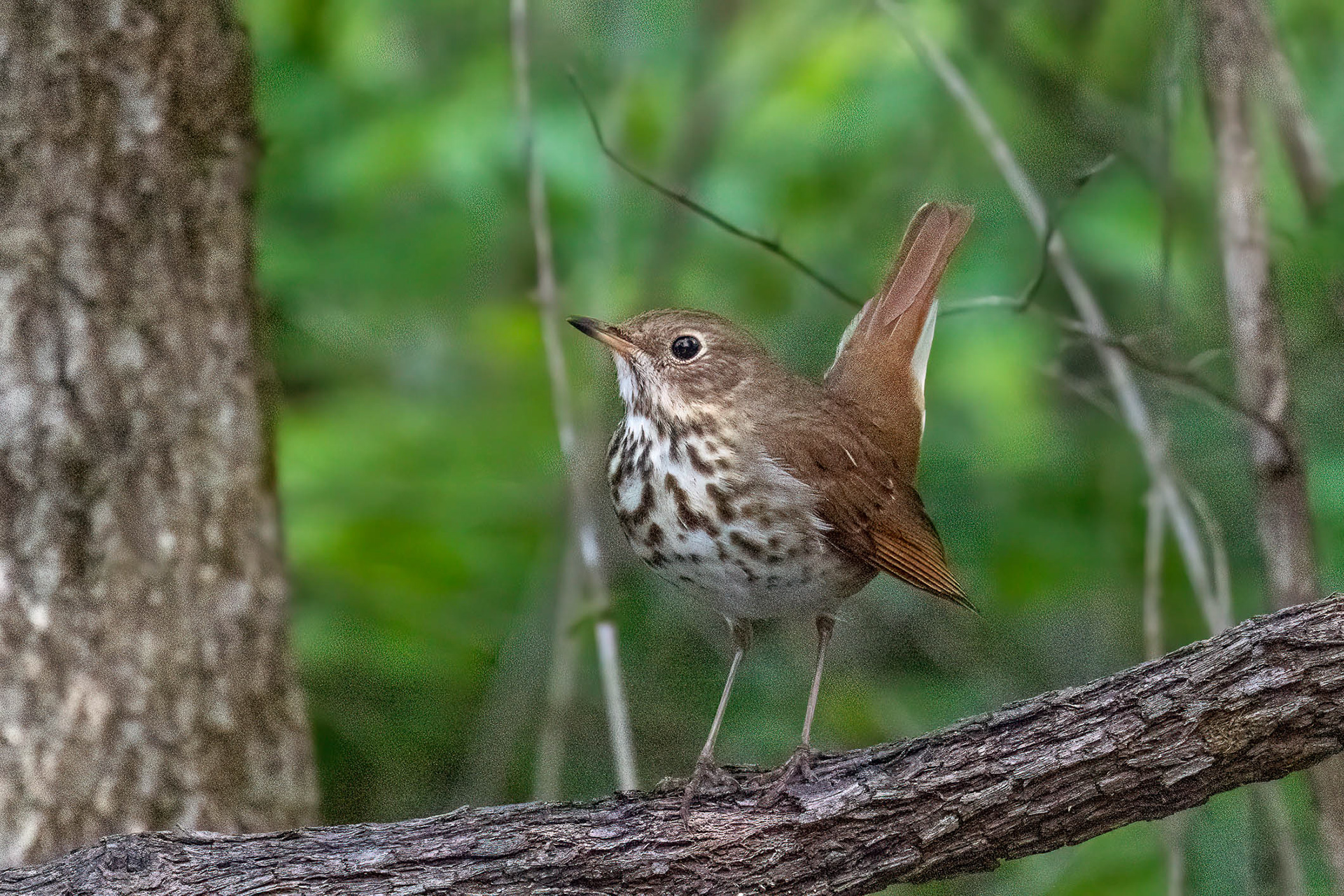 Hermit Thrush