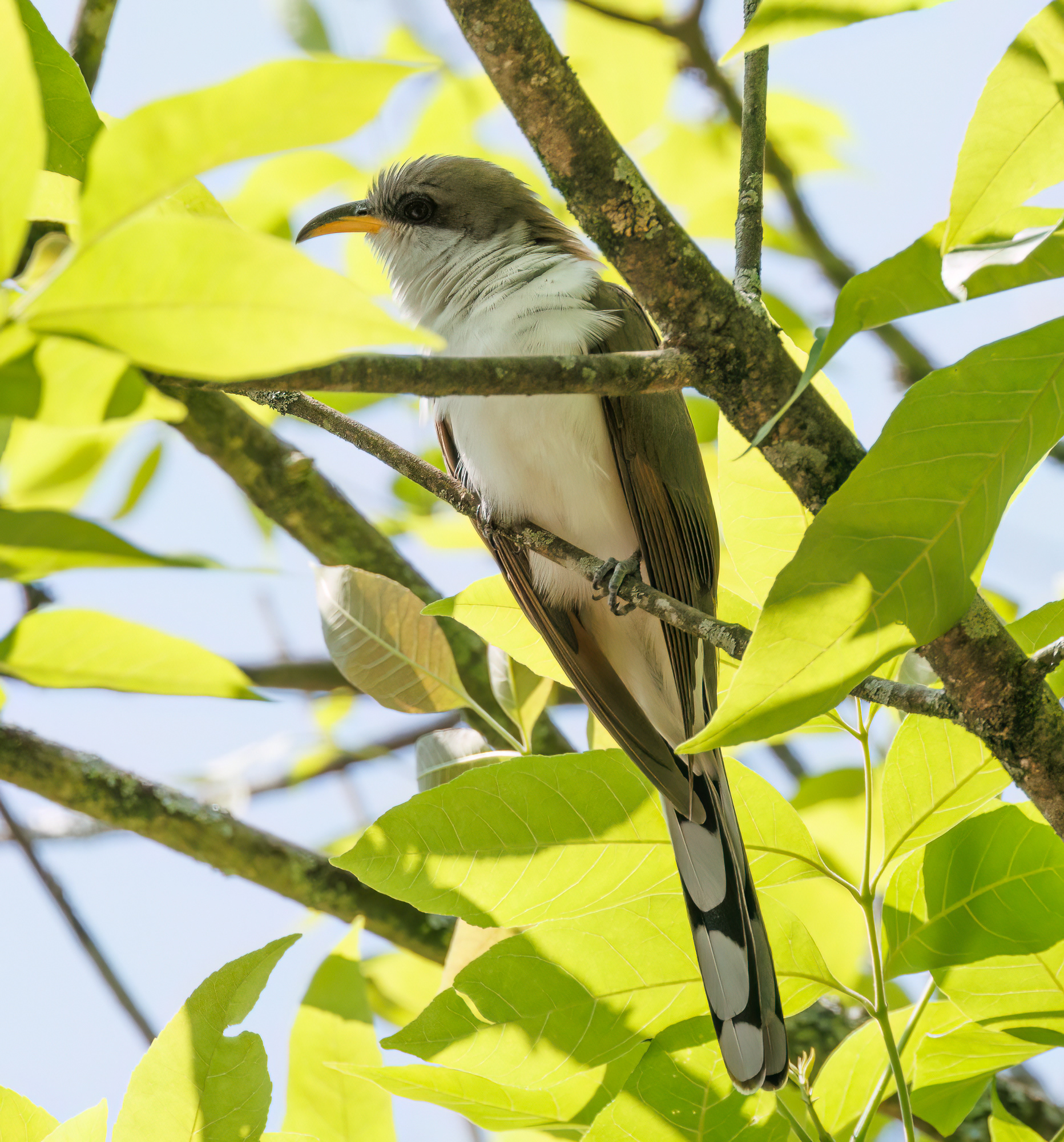 Yellow-billed Cuckoo