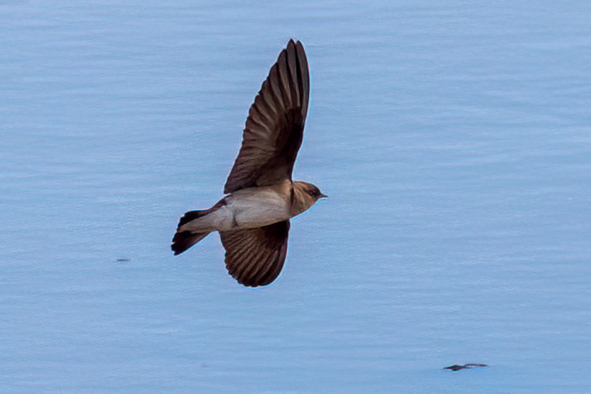 Northern Rough-winged Swallow