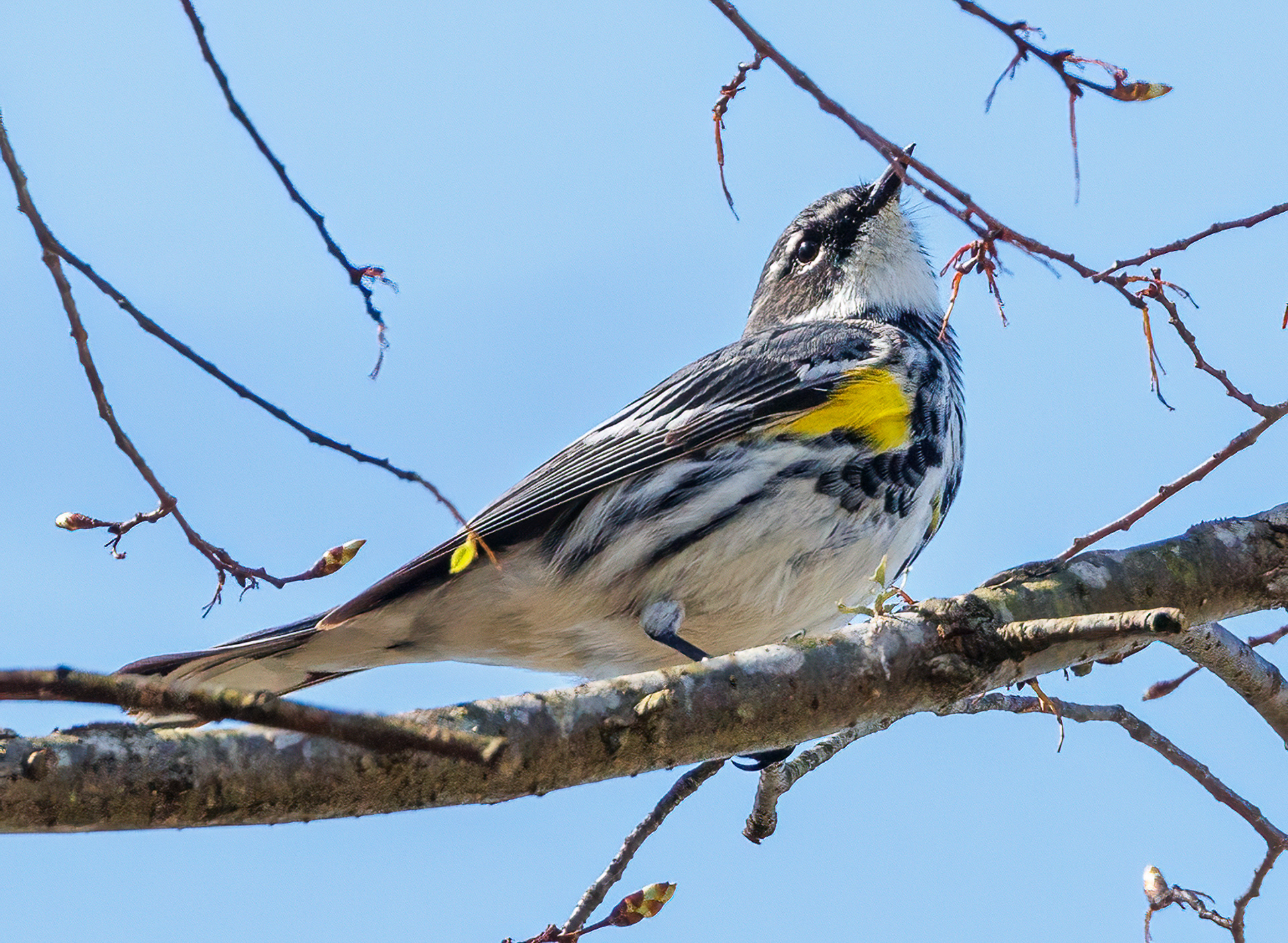 Yellow-rumped Warbler