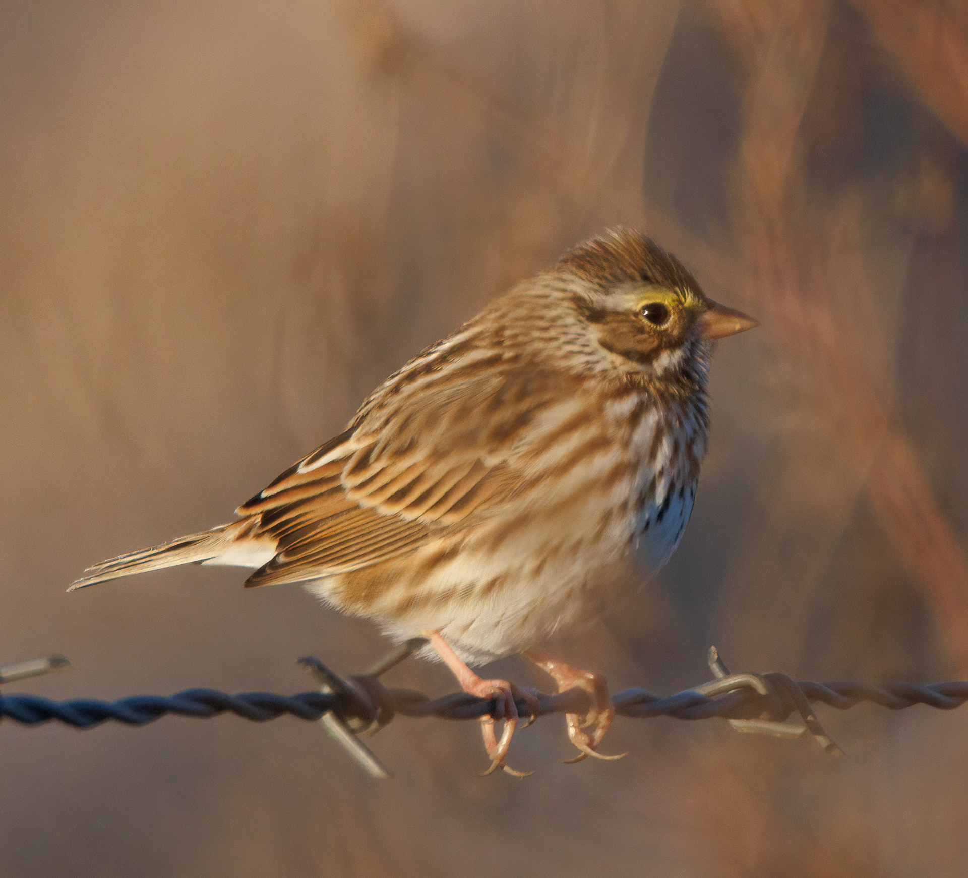 Savannah Sparrow