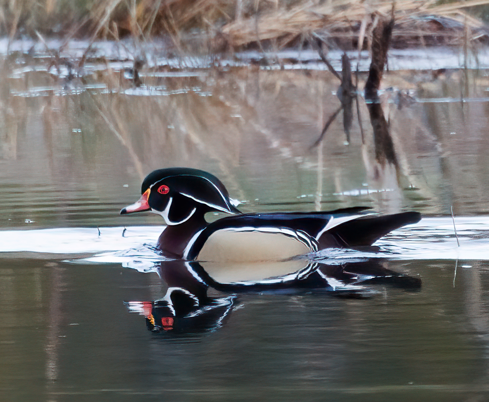 Wood Duck