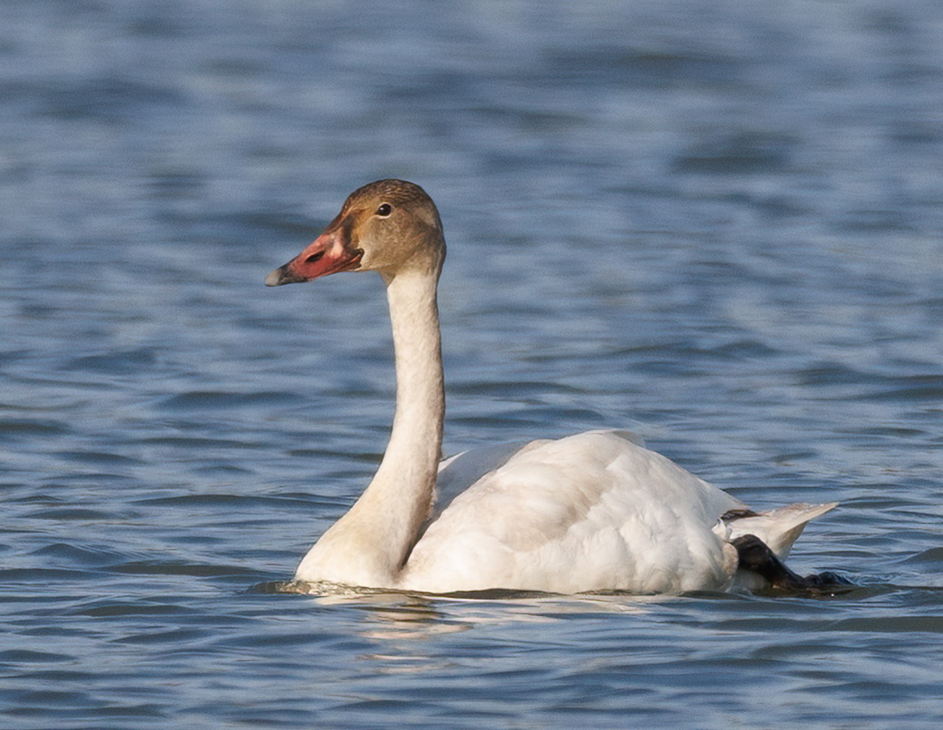Tundra Swan